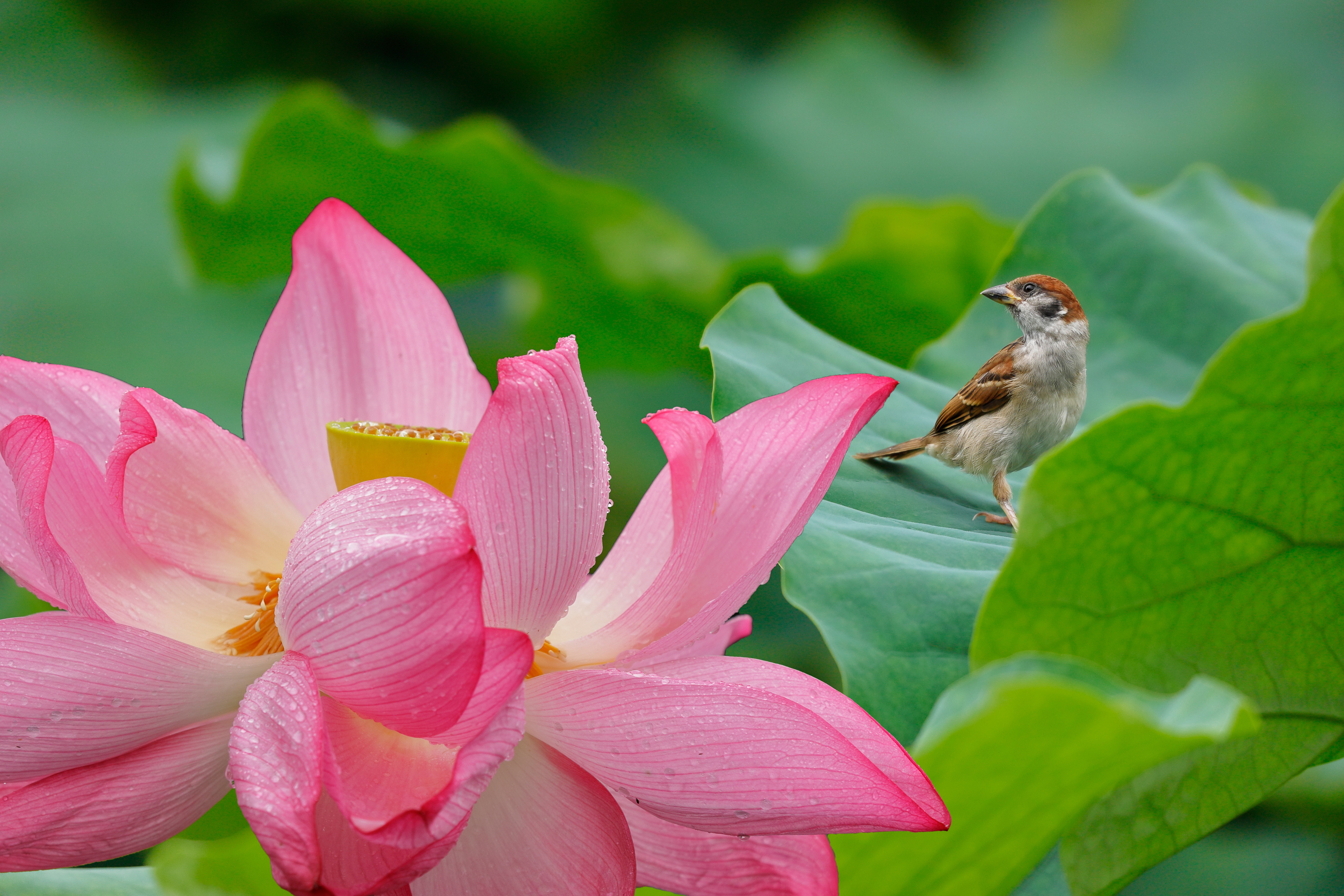 Flower Bird Lotus 5697x3798