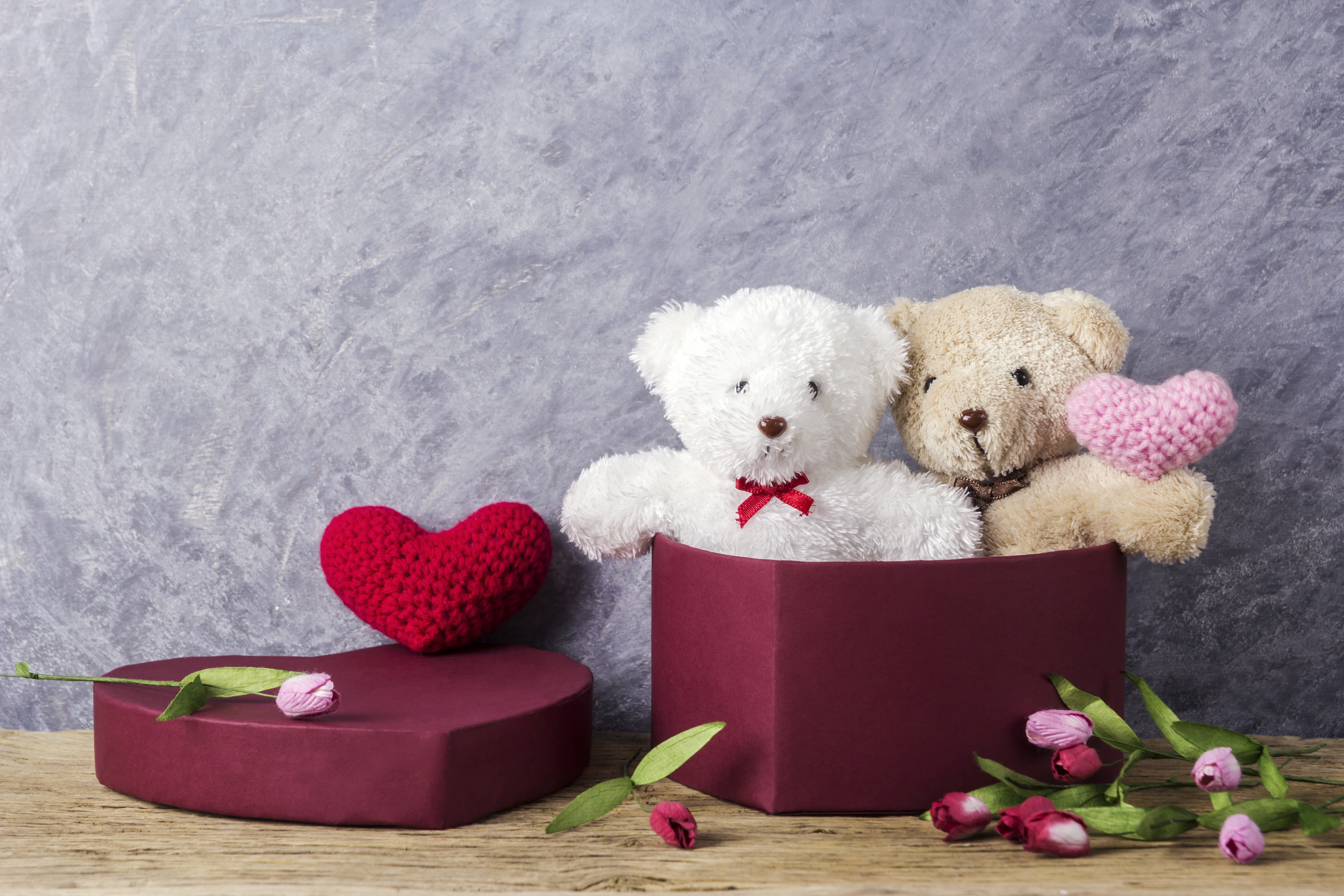 Love Flower Gift Heart Still Life Teddy Bear 5184x3456
