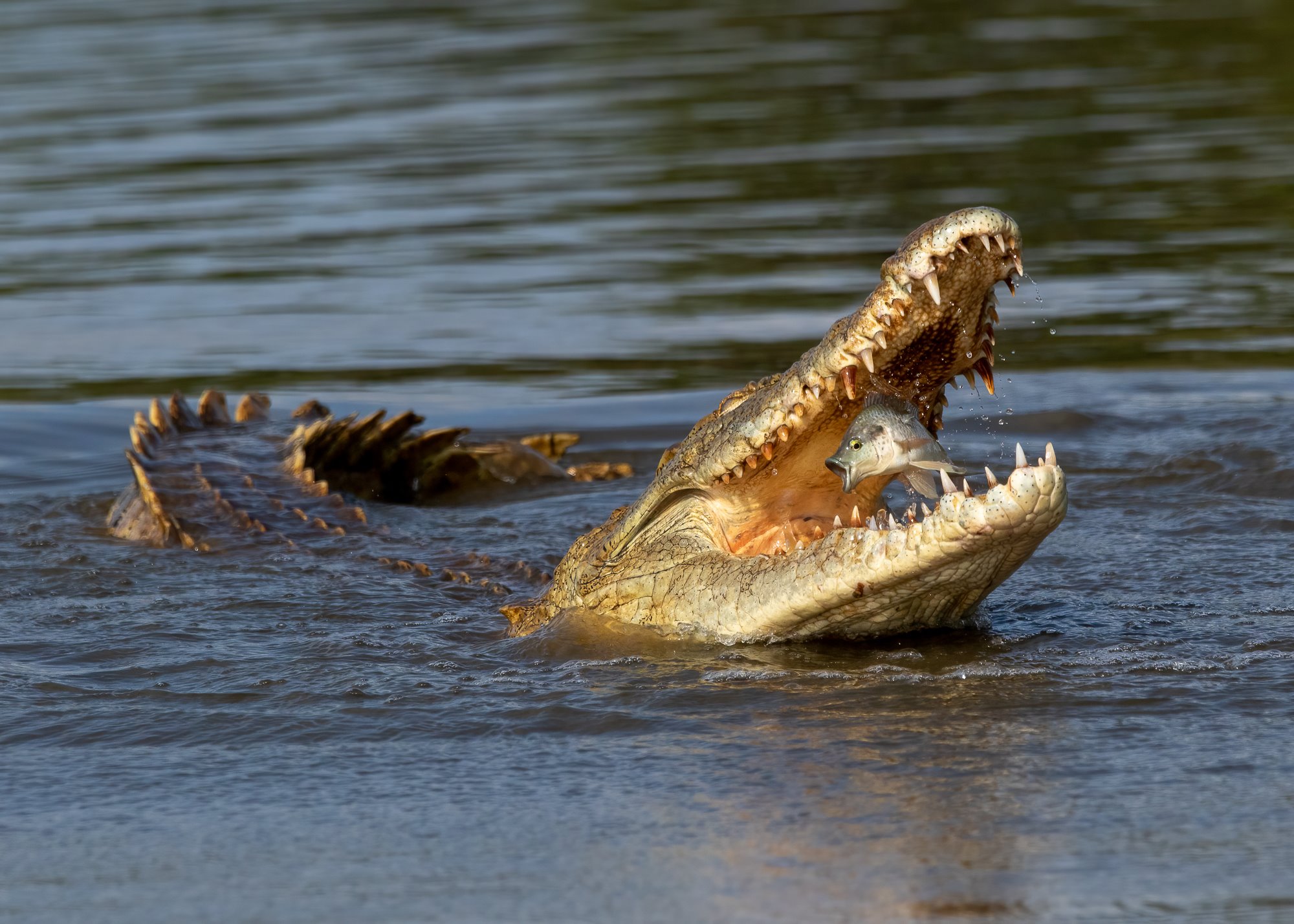 Nature Animals Johan Wandrag Fish South Africa Crocodile Fangs River Water Reptile 2000x1429