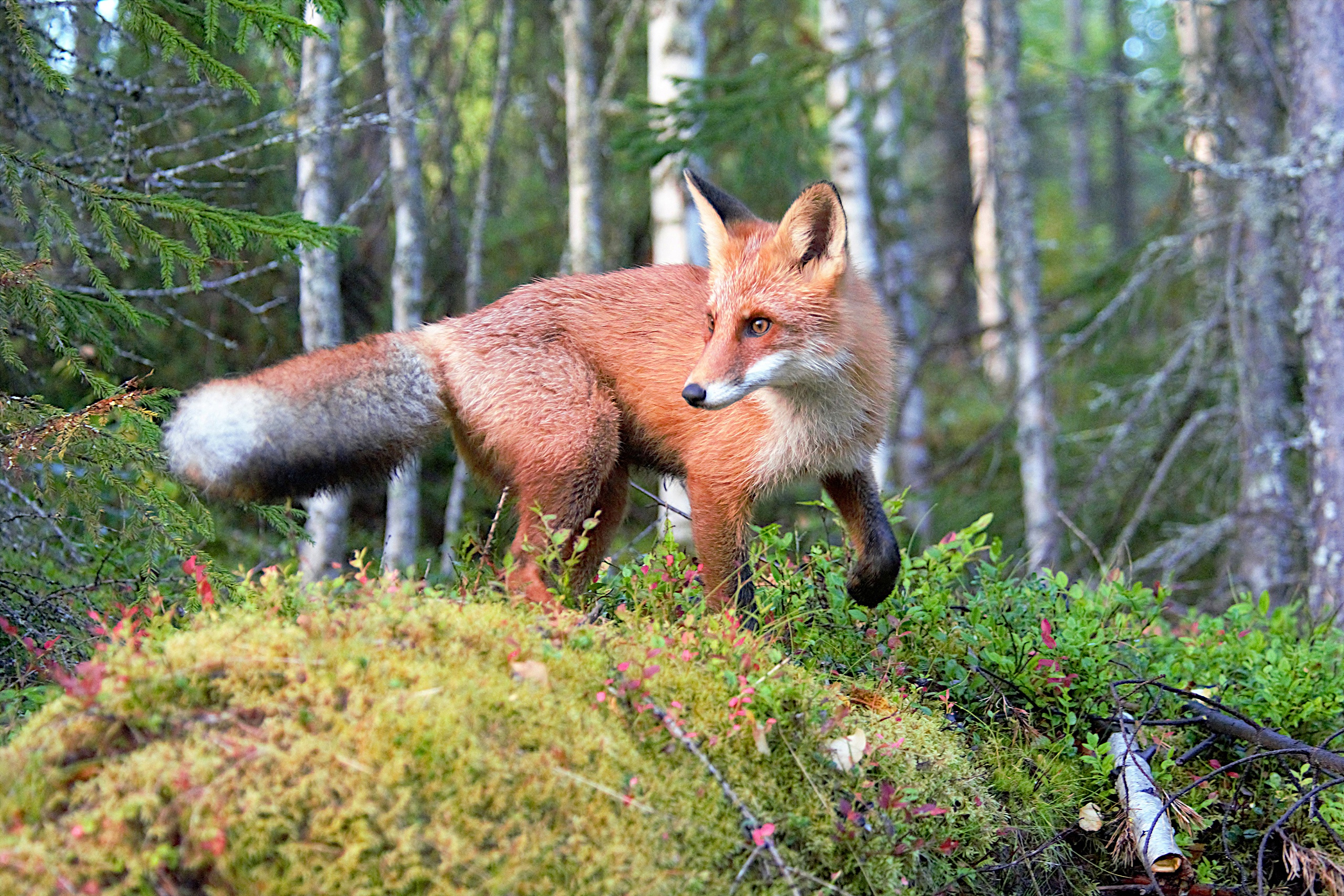 Animal Fox 2560x1707