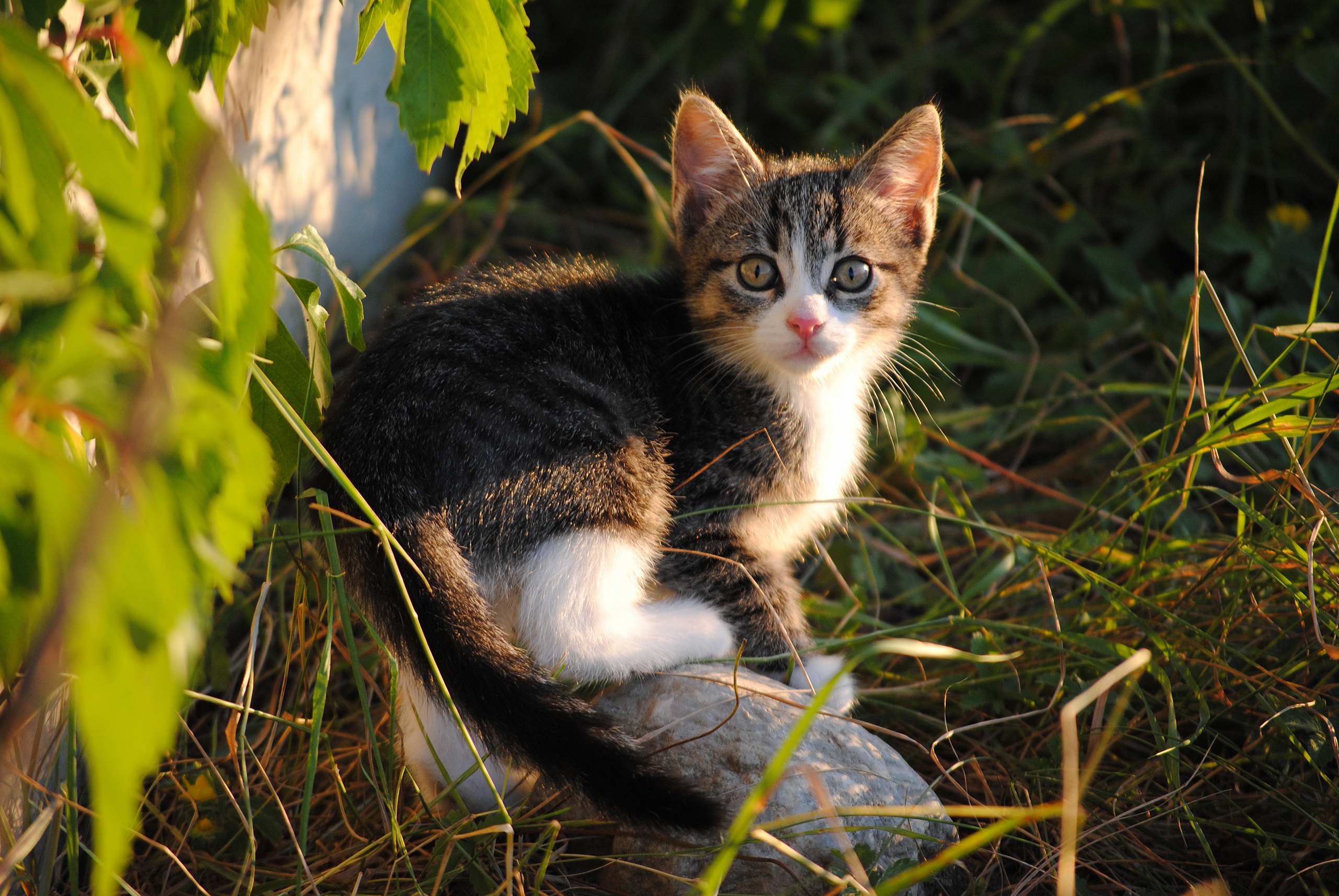 Grass Kitten Stone Pet 2560x1714