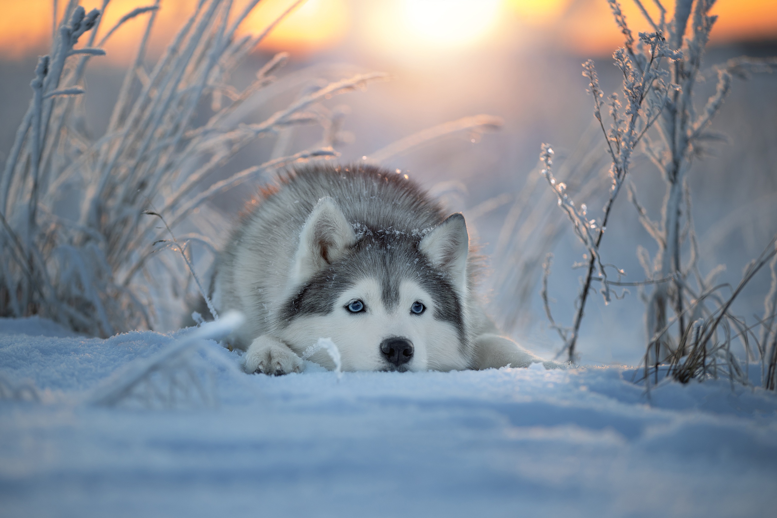 Dog Husky Pet Snow Winter 2560x1707