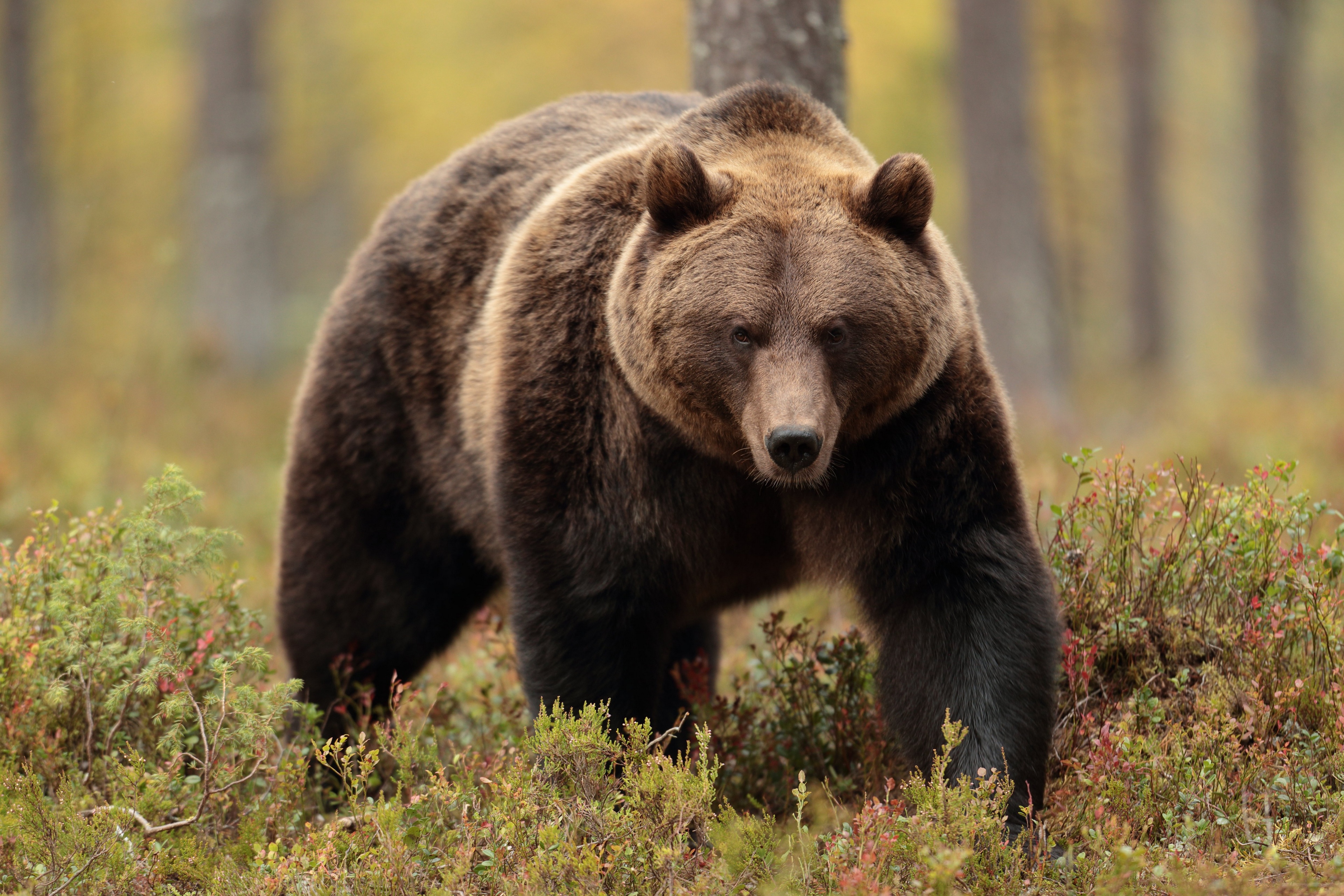 Depth Of Field Nature Forest Bears Animals Mammals 3840x2560