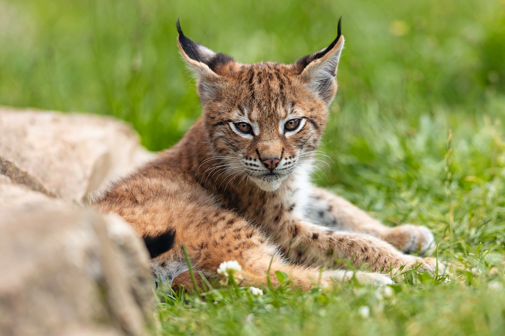 Baby Animal Big Cat Cub Lynx Wildlife 2000x1333