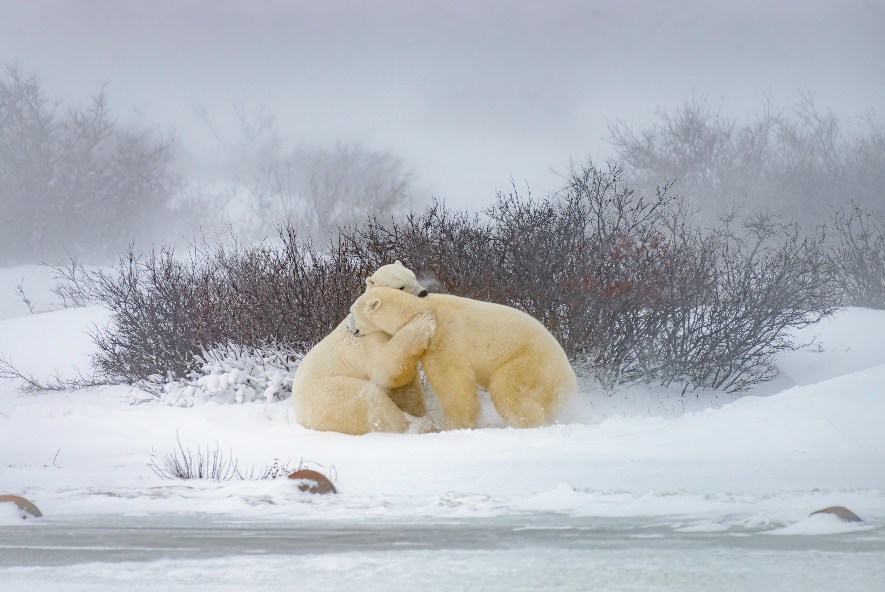 Animal Polar Bear 3000x2006