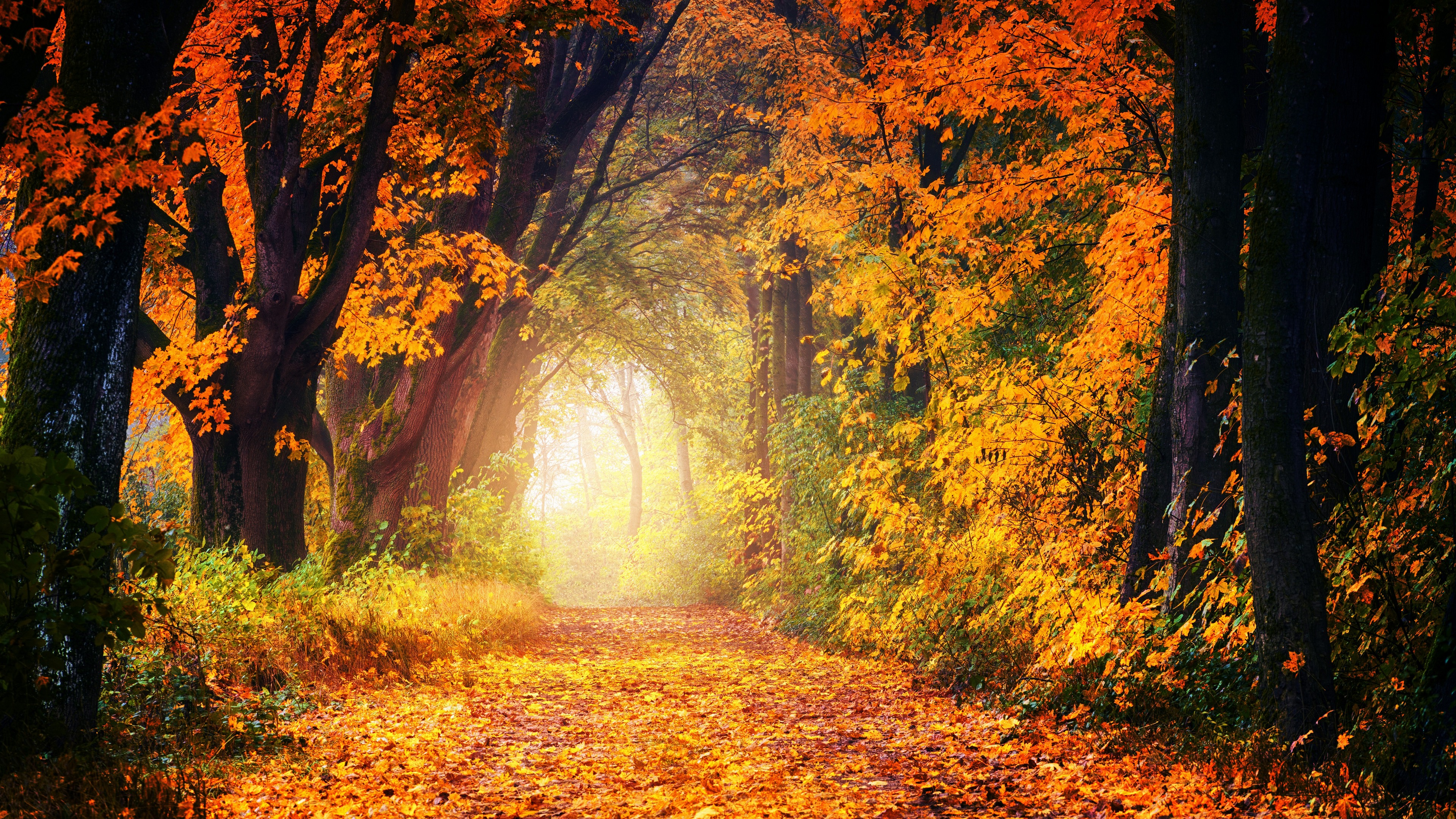 Nature Road Fall Trees Foliage Mist Colorful Sunlight 3840x2160