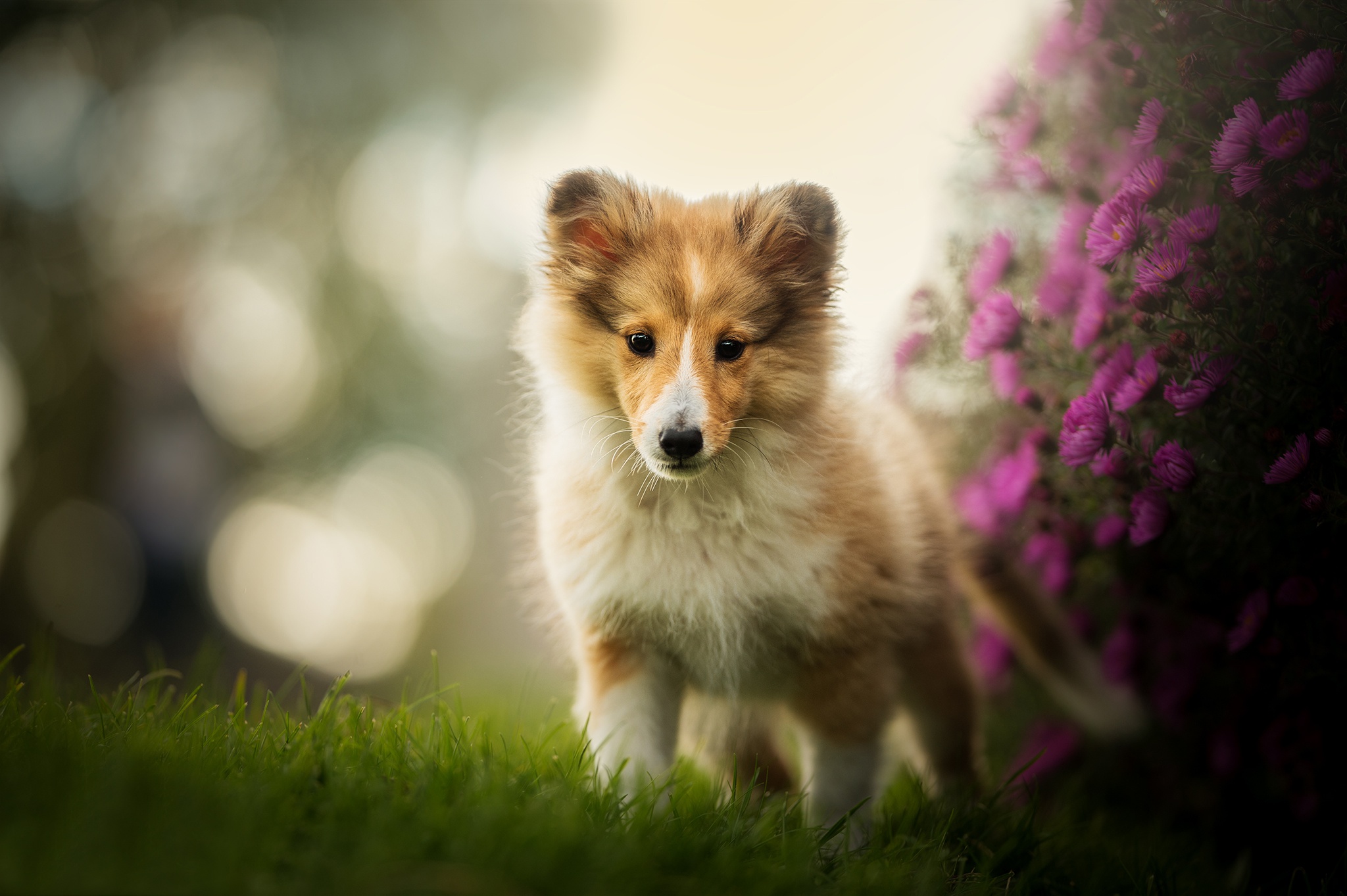 Dog Pet Baby Animal Puppy Depth Of Field Bokeh Purple Flower 2048x1363