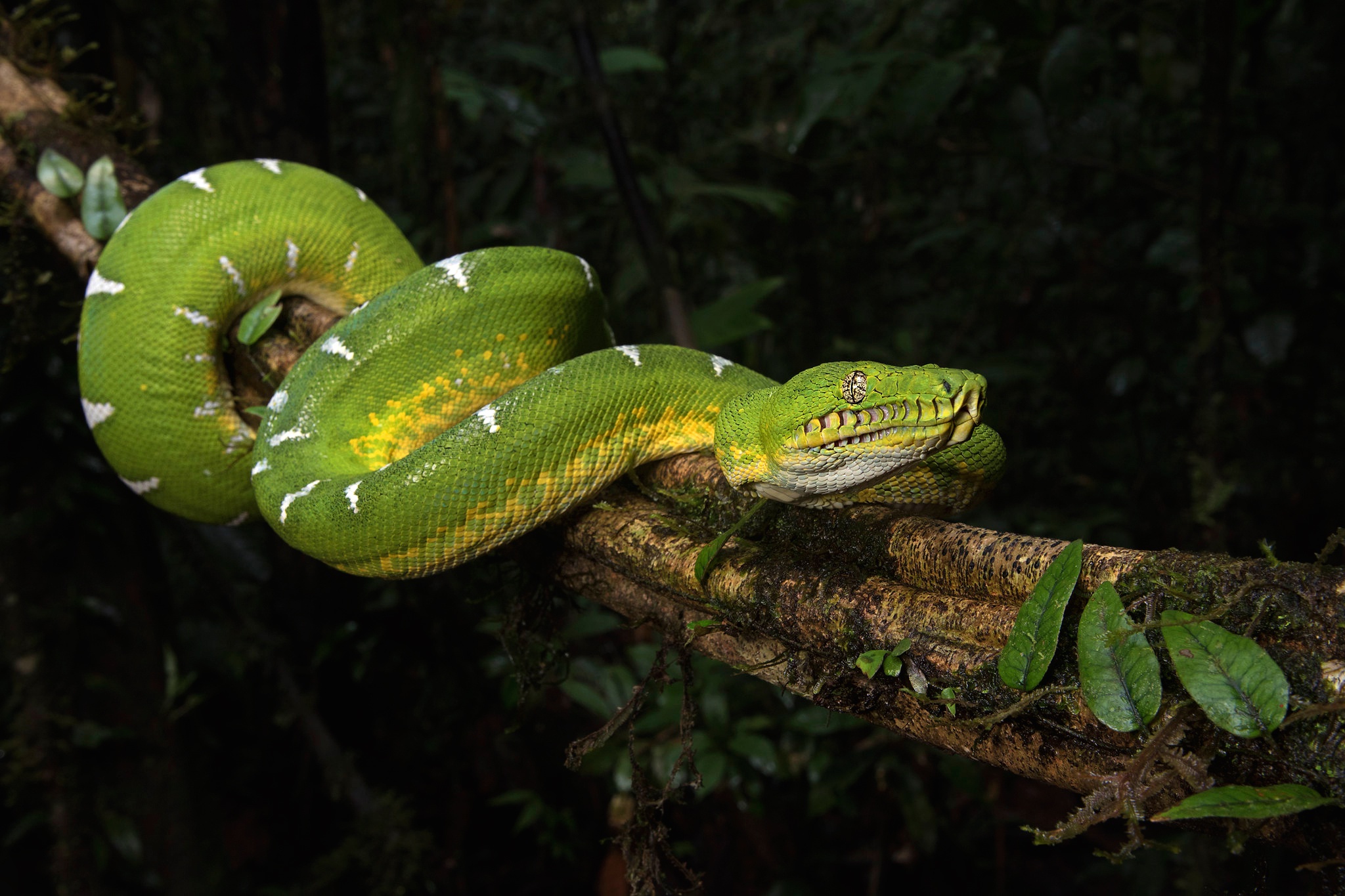Snake Reptile Wildlife 2048x1365