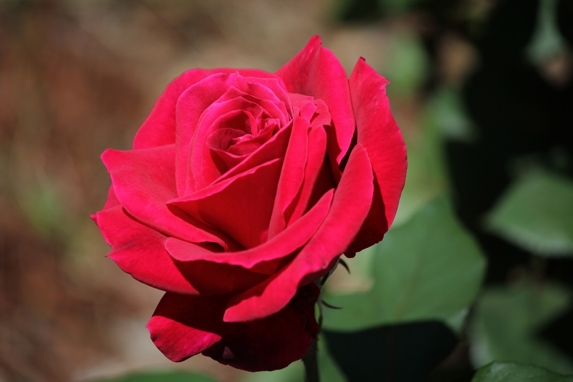 Macro Red Rose Flower 1920x1280