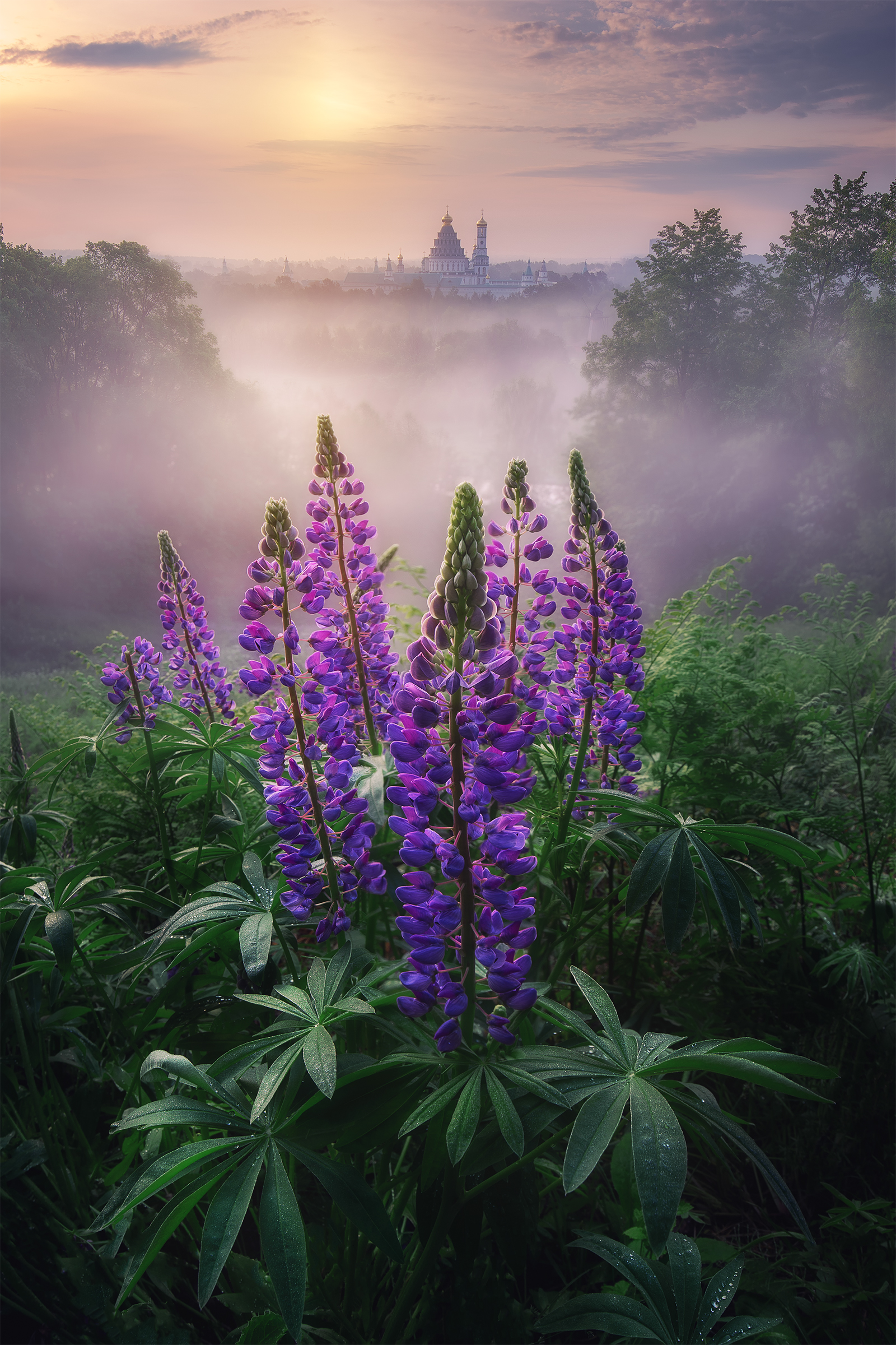 Nature Lupine Flowers Plants Mist Castle Trees Leaves Vertical 1600x2400