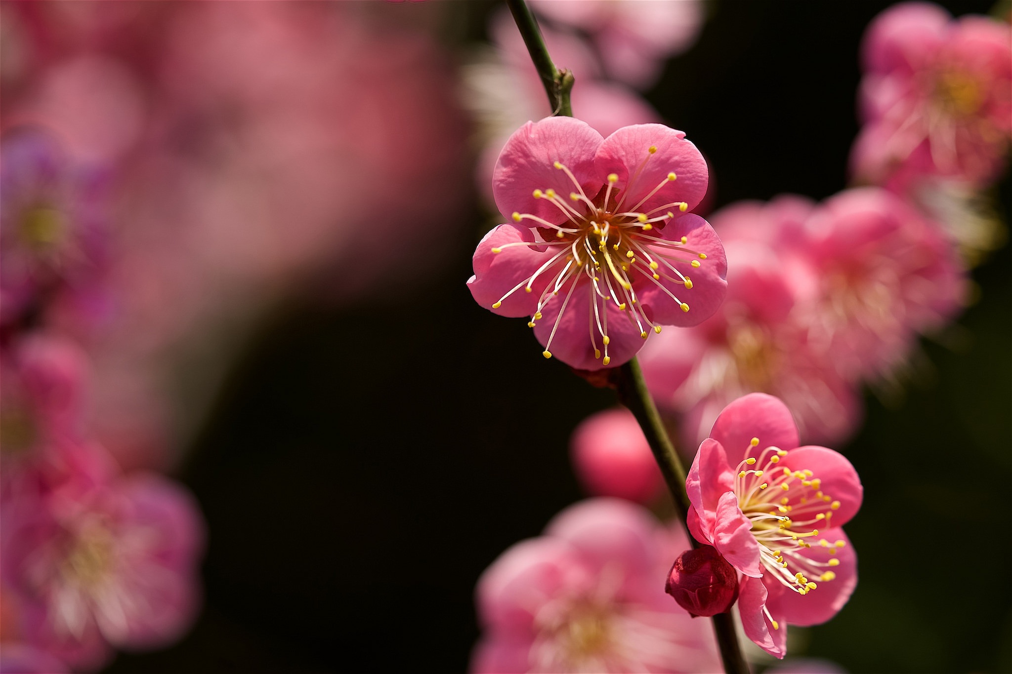 Branch Flower Macro Spring 2048x1365