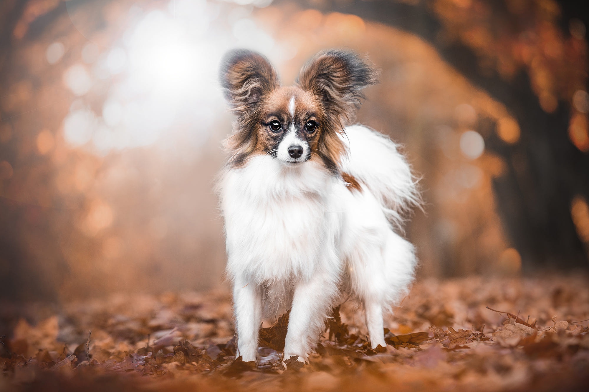 Papillon Dog Dog Pet Depth Of Field Leaf Fall 2000x1333