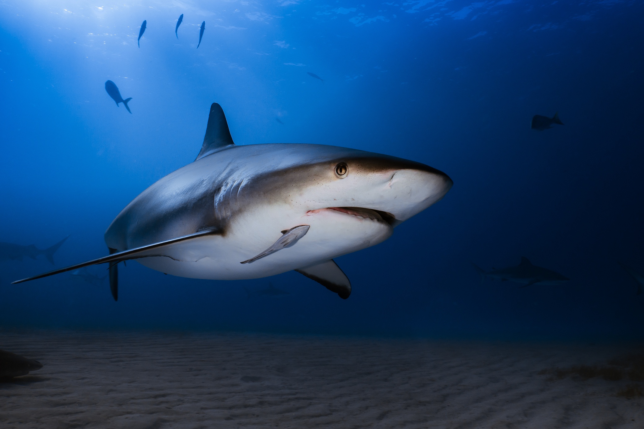 Sea Life Shark Underwater Predator Animal 2048x1365