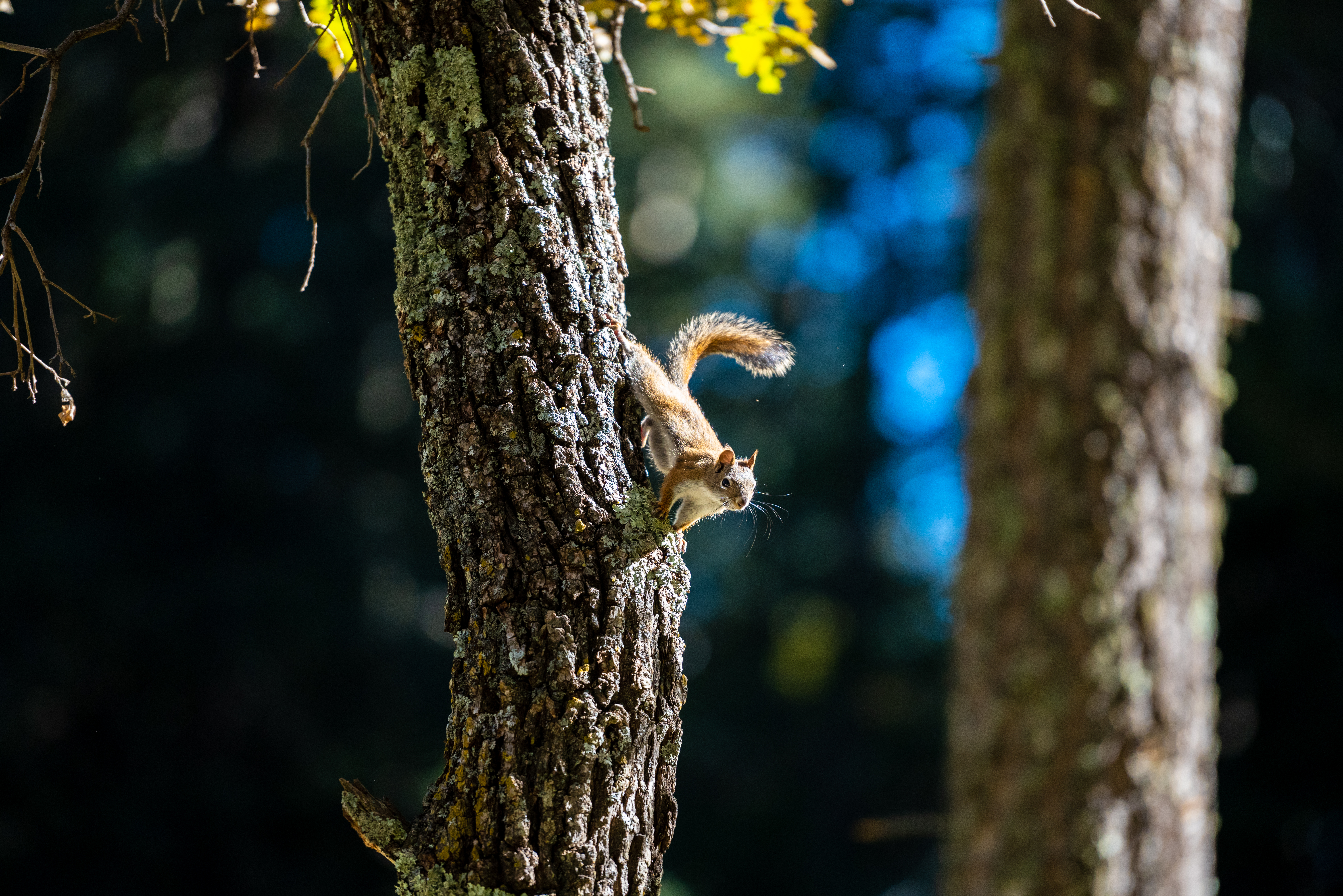 Nature Squirrel Wildlife Tree Bark 6016x4016