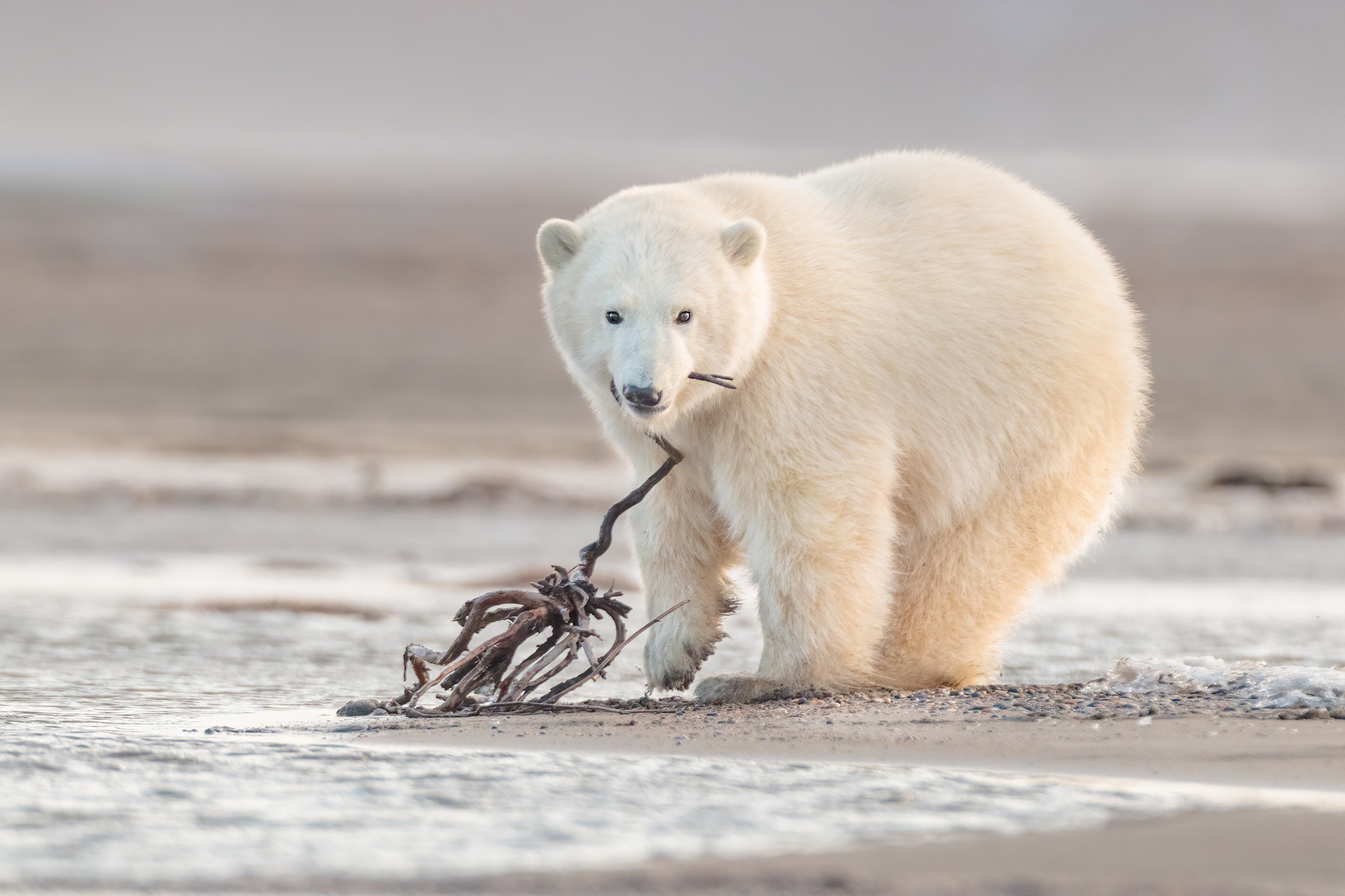 Baby Animal Cub Polar Bear Wildlife Predator Animal 2401x1600
