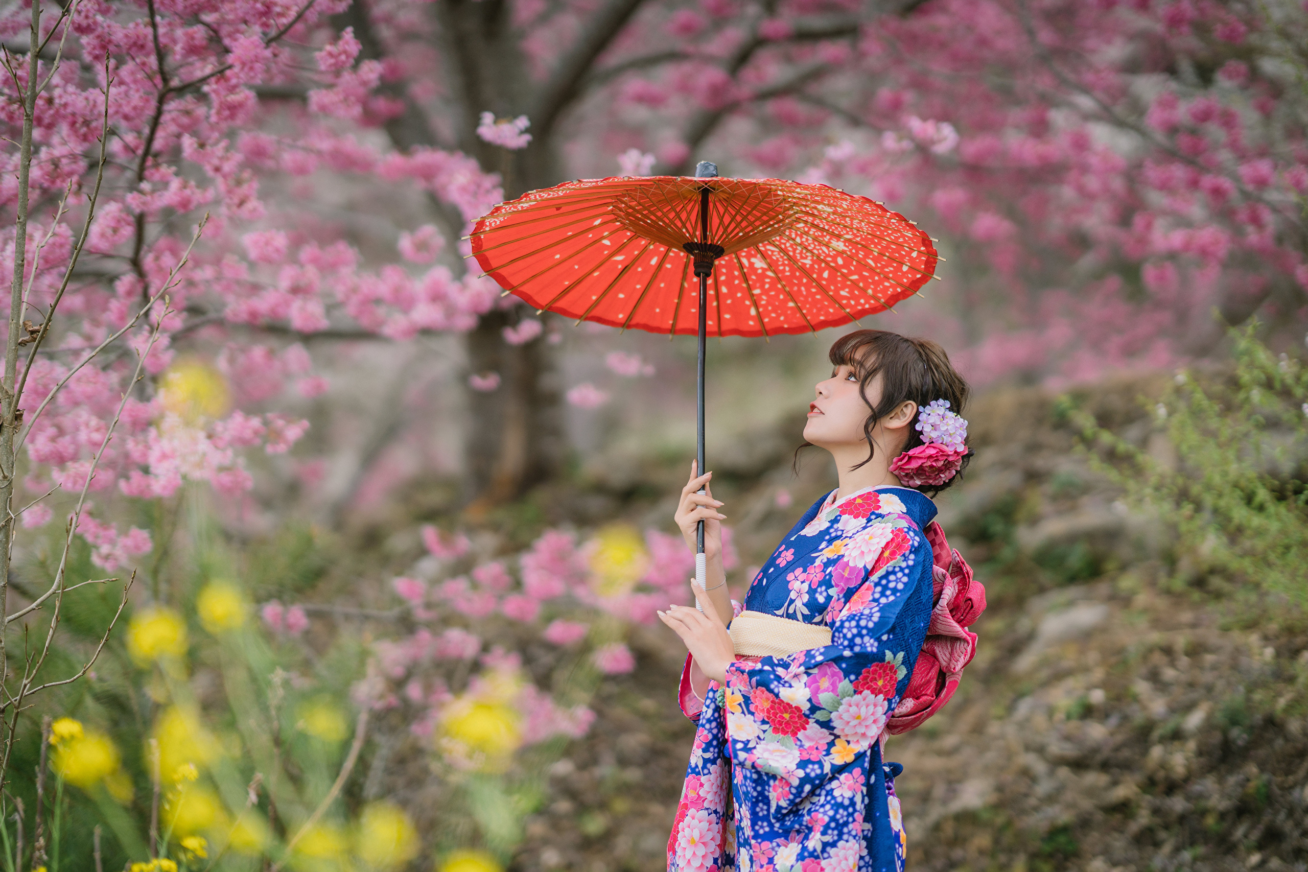 Asian Model Women Long Hair Dark Hair Cherry Blossom Traditional Clothing Japanese Kimono Hair Ornam 2560x1707