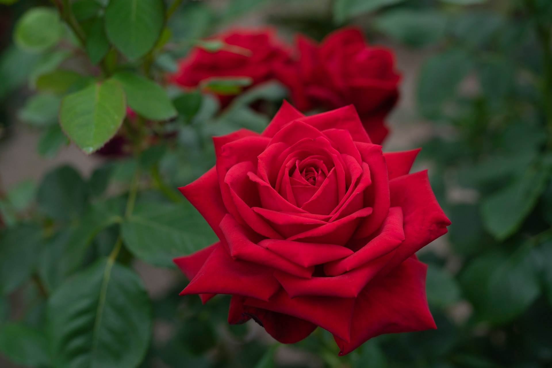 Macro Petal Red Flower Red Rose 1920x1280