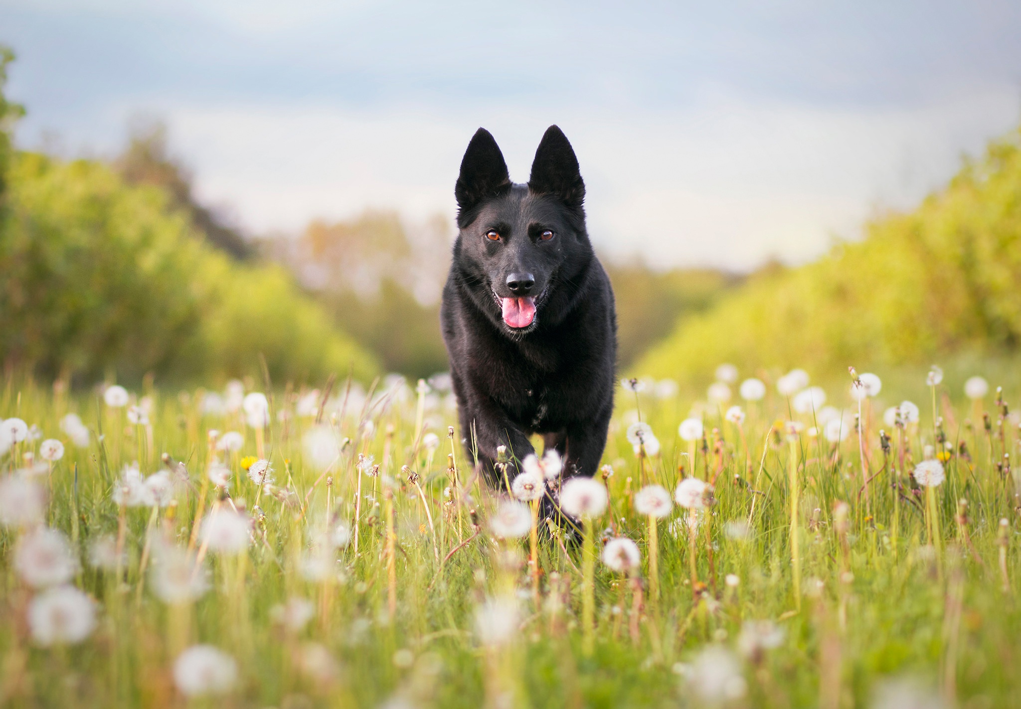 Dandelion Dog 2048x1423