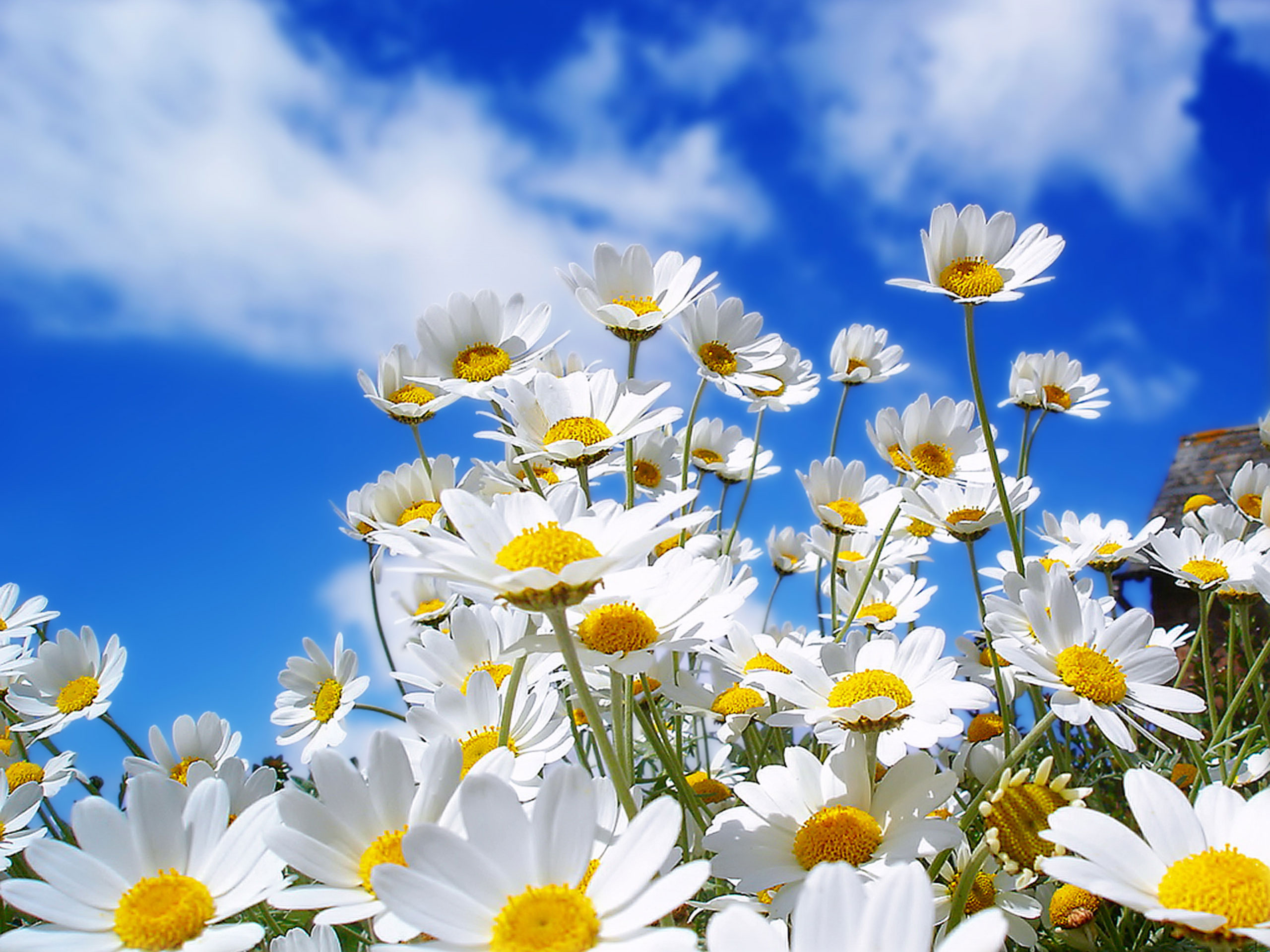 Daisy Sky White Flower 2560x1920