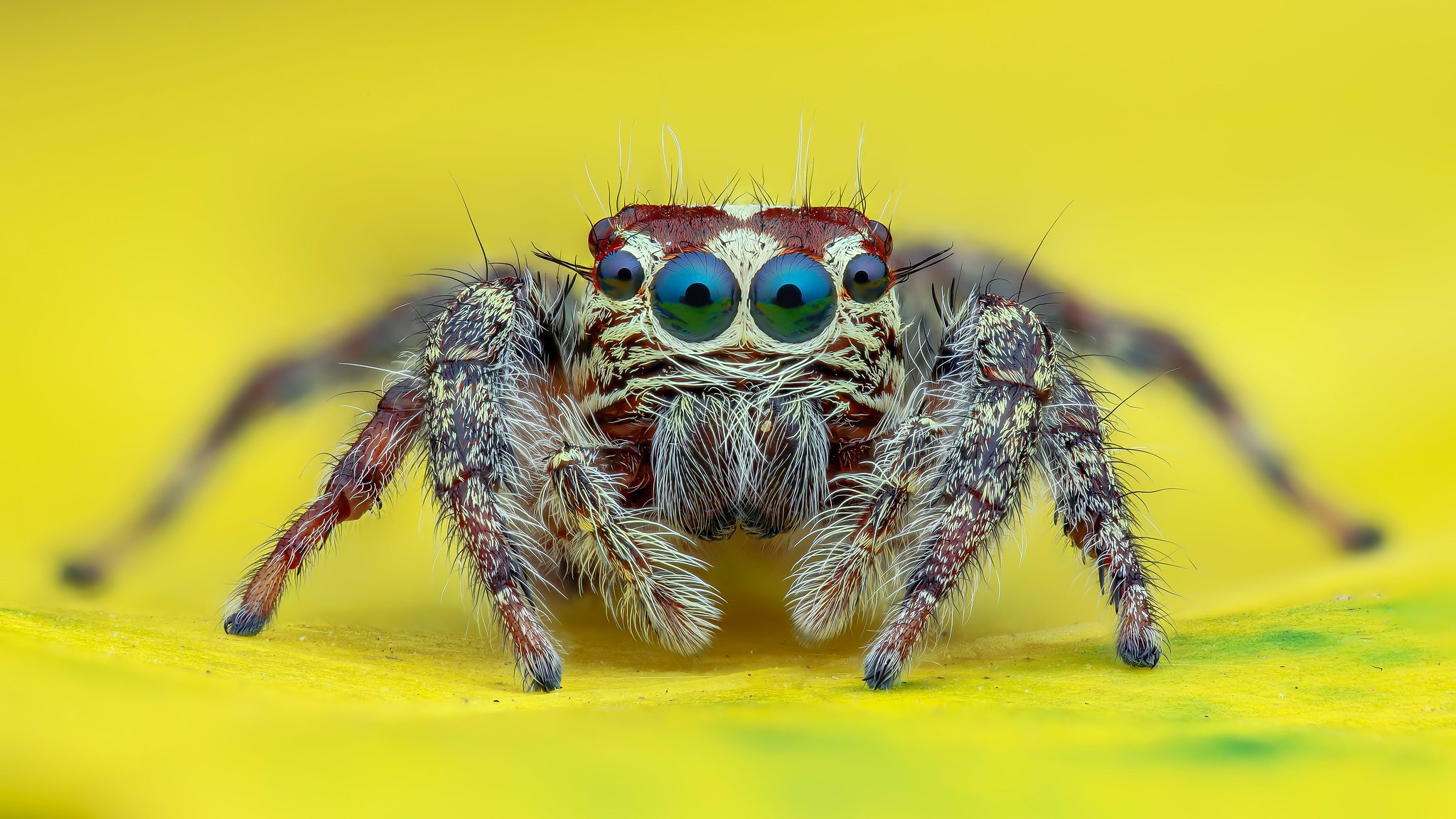 Spider Macro Arachnid 2048x1152