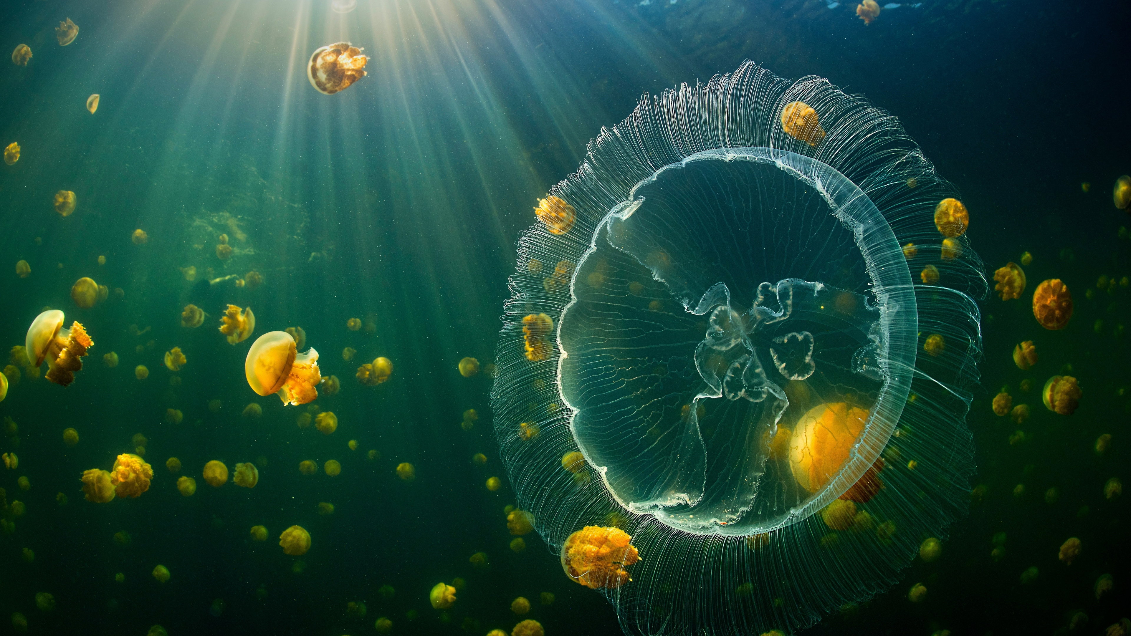 Jellyfish Underwater Animals Sea Life 3840x2160