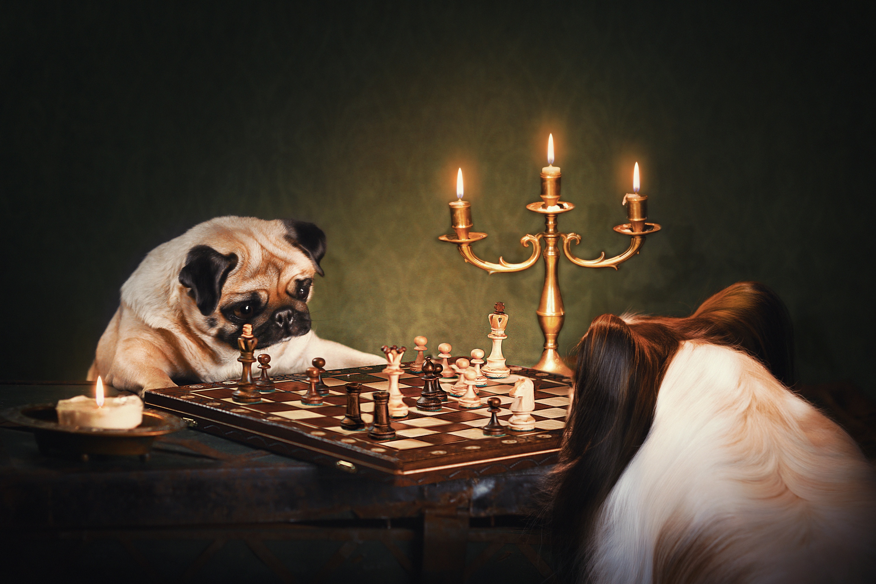 Chess Pug Papillon Dog 3000x2000