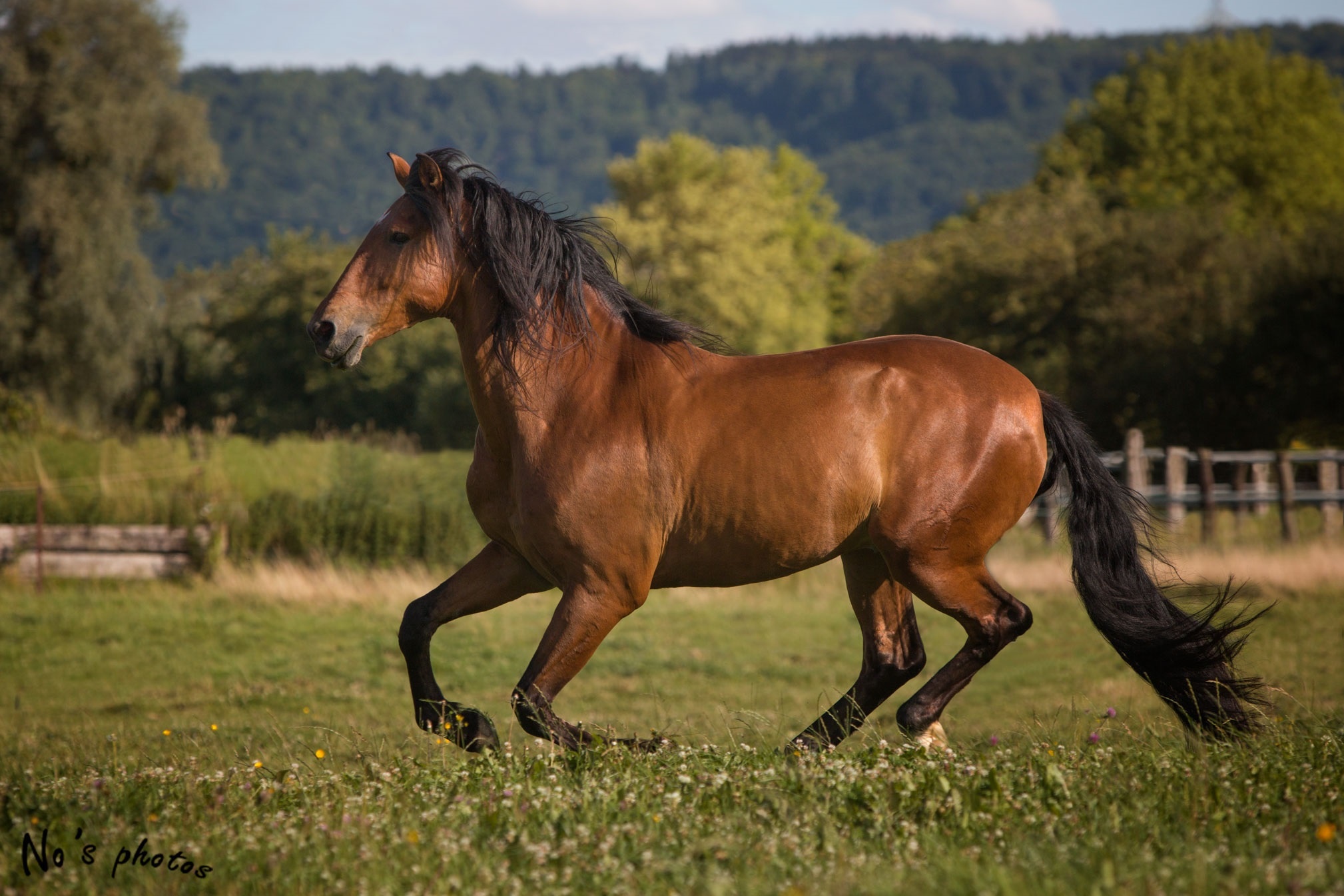 Animal Horse 2018x1345