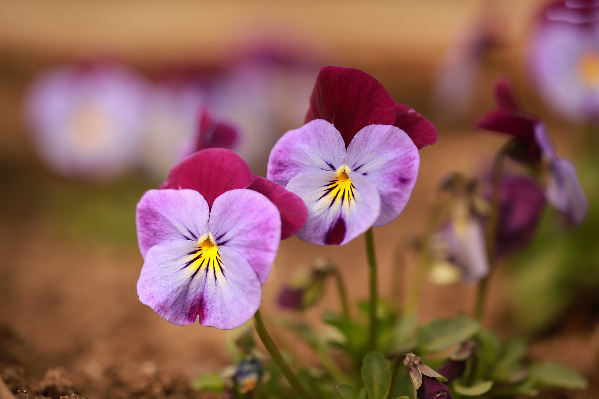 Earth Pansy 2048x1365