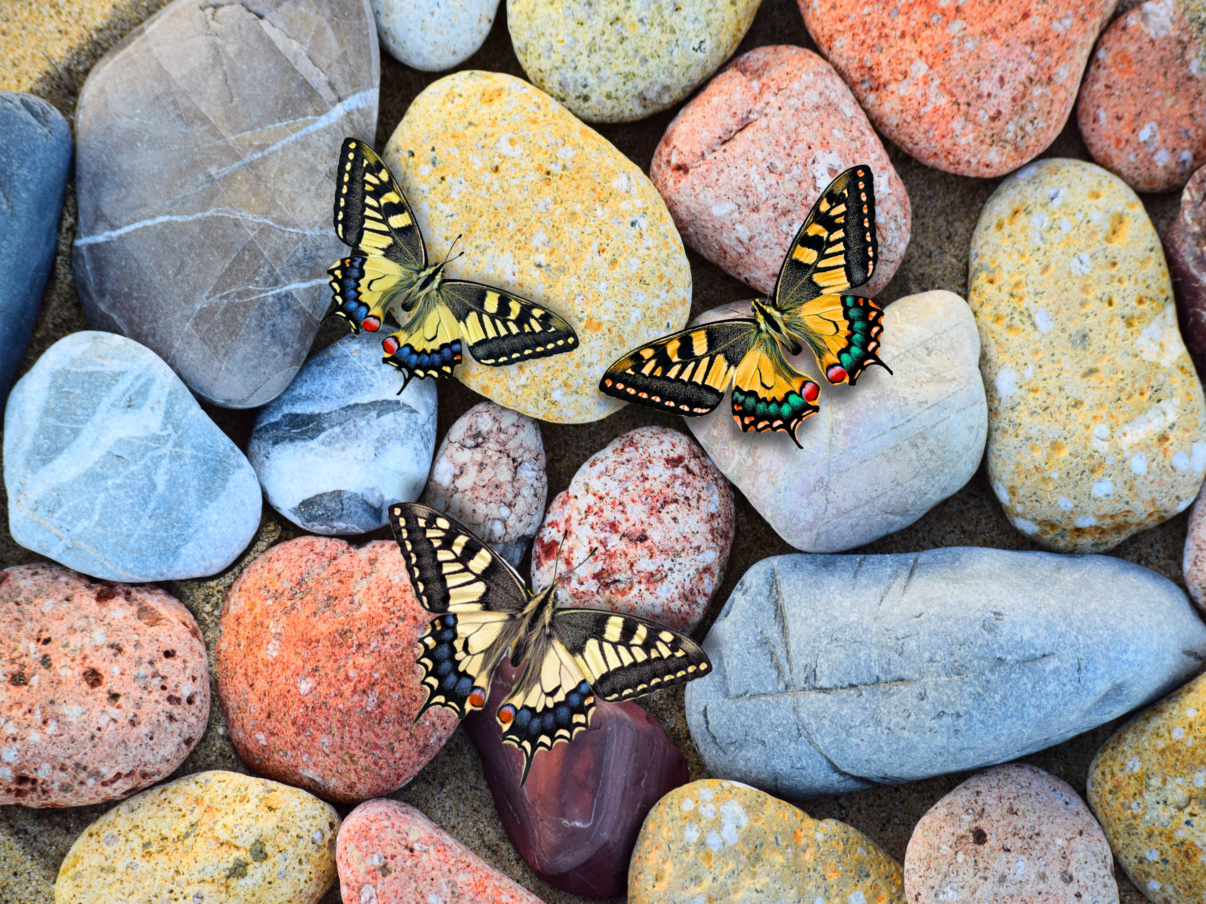 Stones Butterfly Colorful Animals Insect Rocks Nature 4000x3000