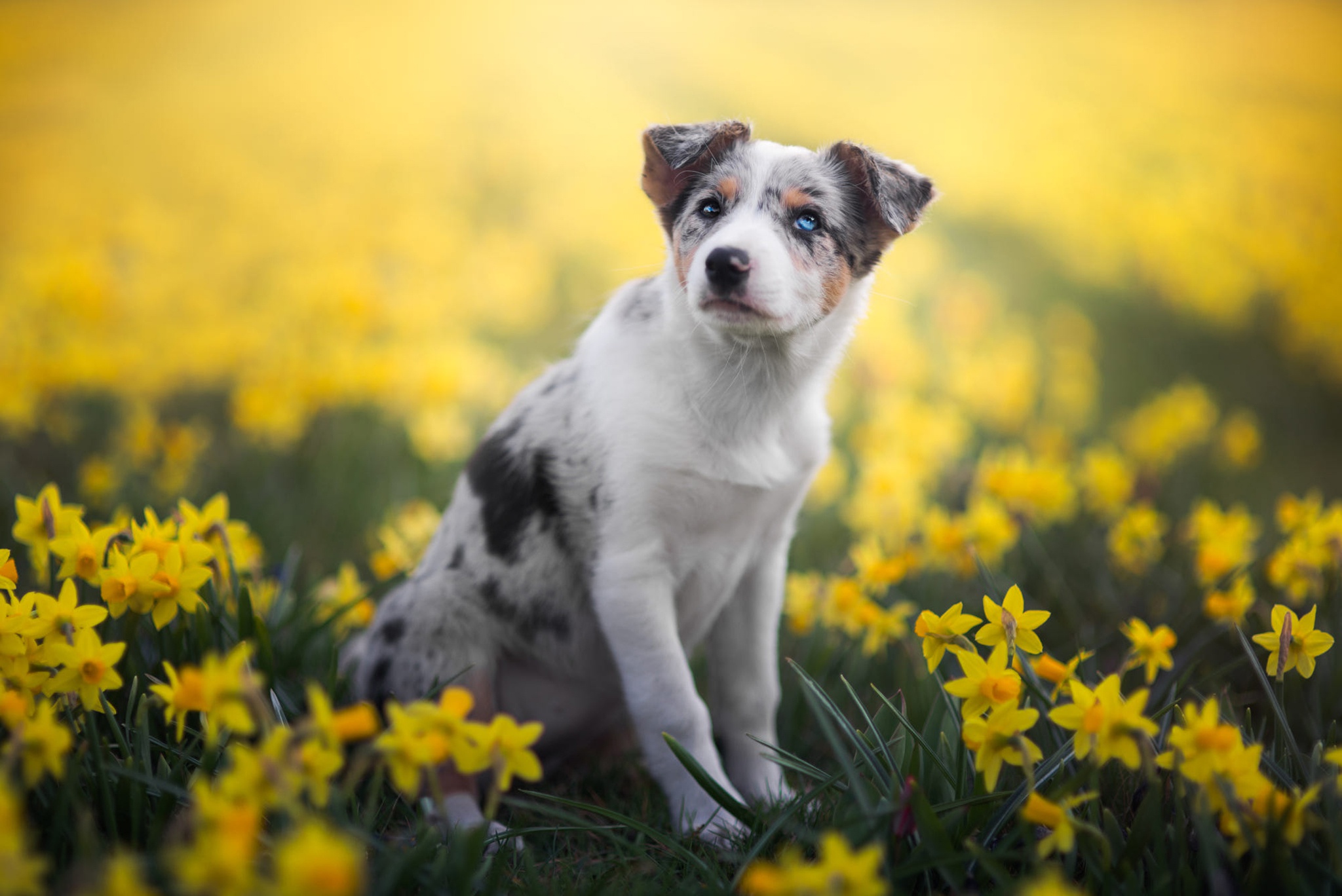 Puppy Daffodil Yellow Flower 2048x1368