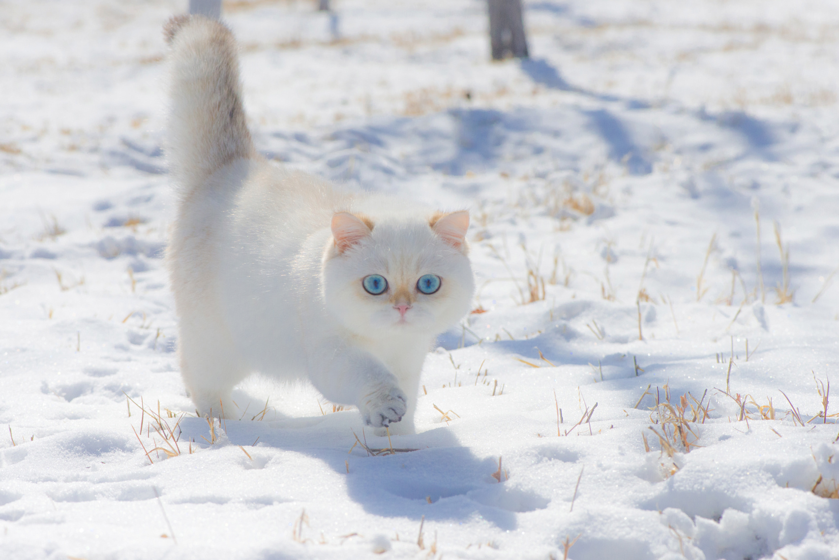 Cats Snow Winter Animals Pet Photography Feline Mammals Blue Eyes 1706x1138