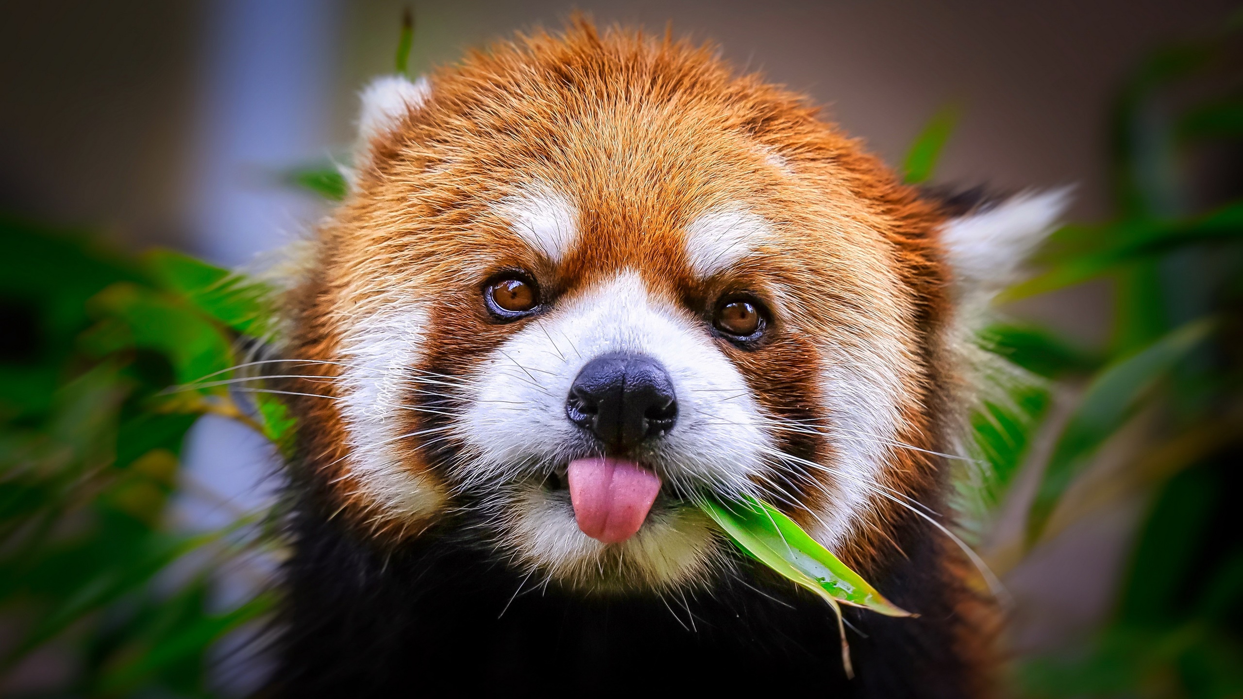 Red Panda Tongues Tongue Out Animals Mammals 2560x1440