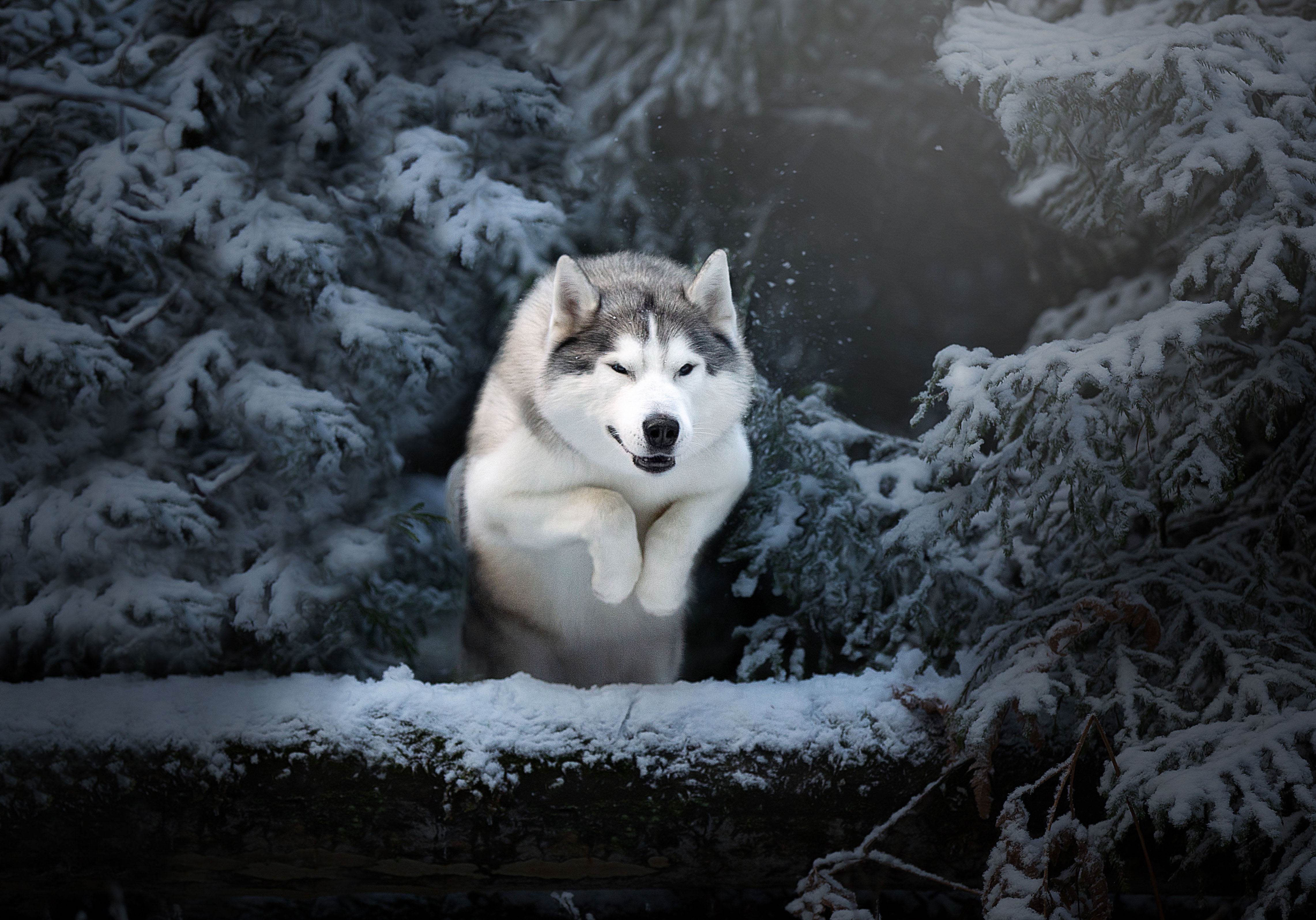 Dog Husky Pet Winter 4565x3191