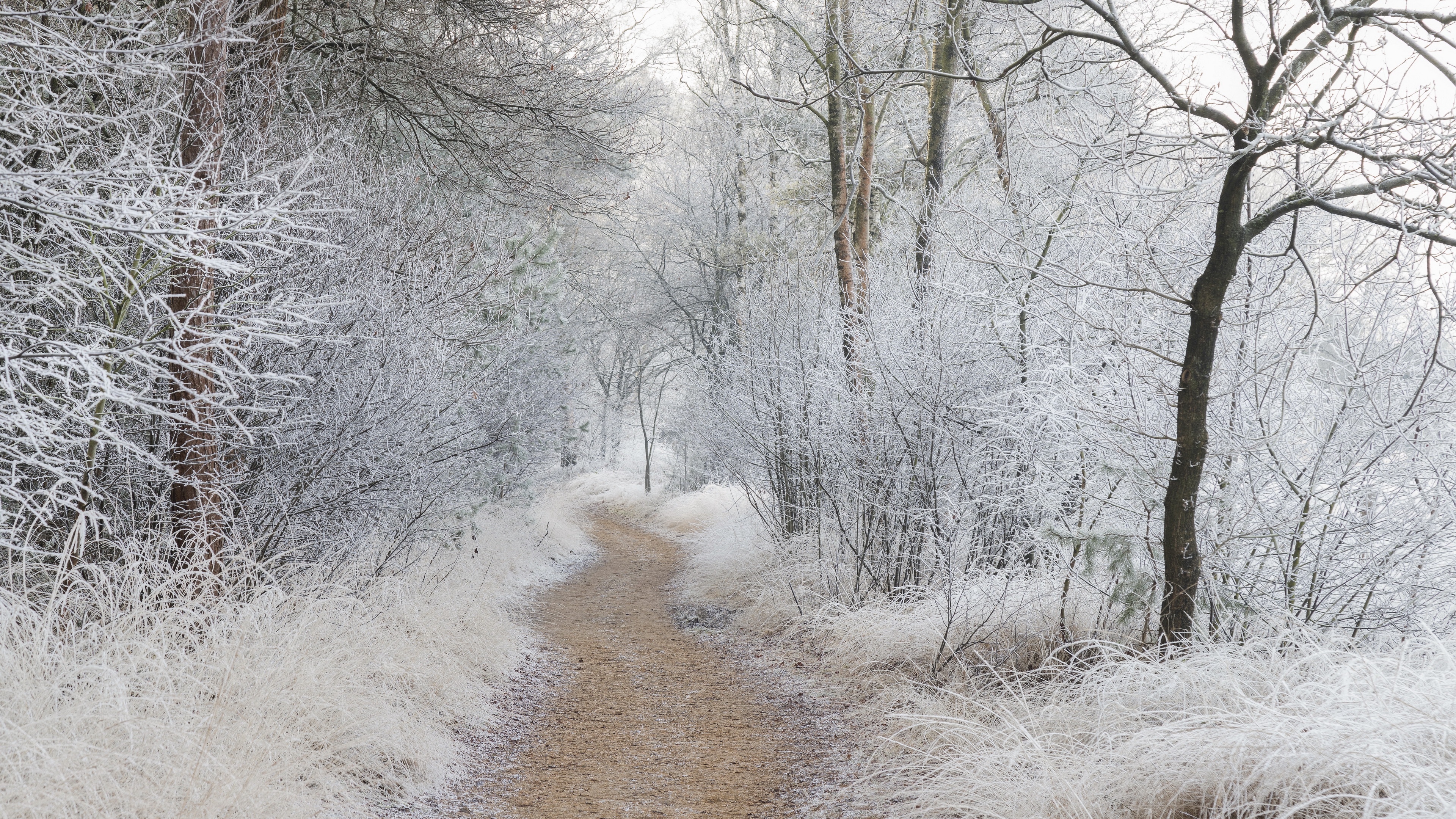 Outdoors Nature Winter Cold Trees Path Pathway Ice Snow Frost 3840x2160