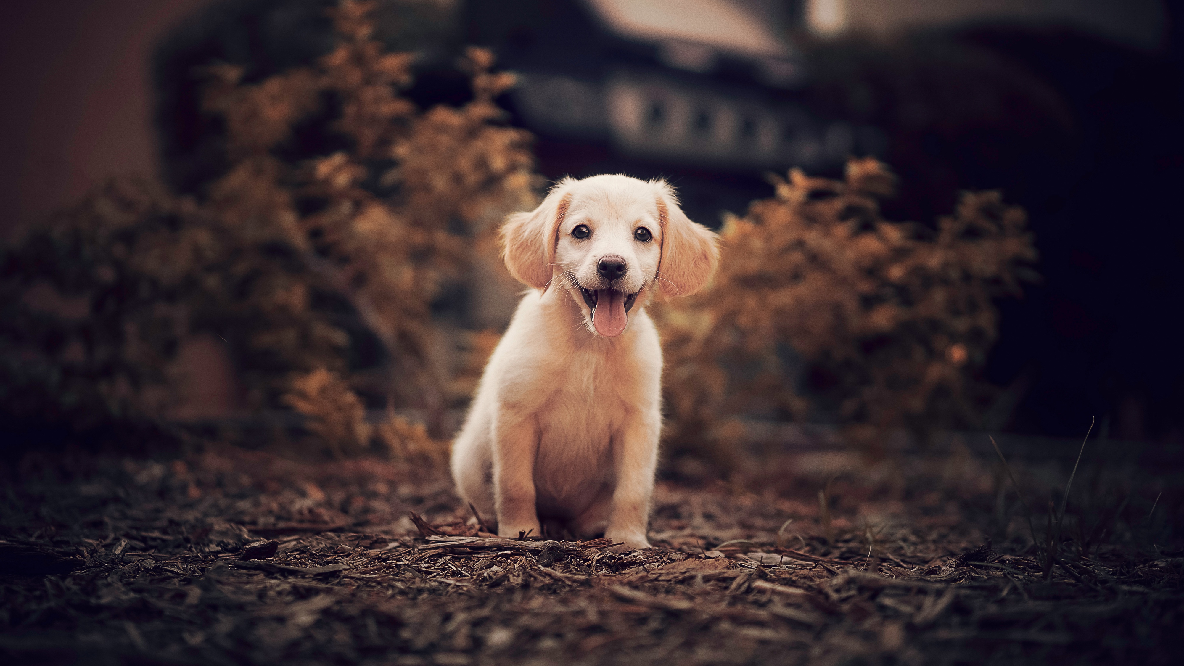 Baby Animal Dog Golden Retriever 4000x2250
