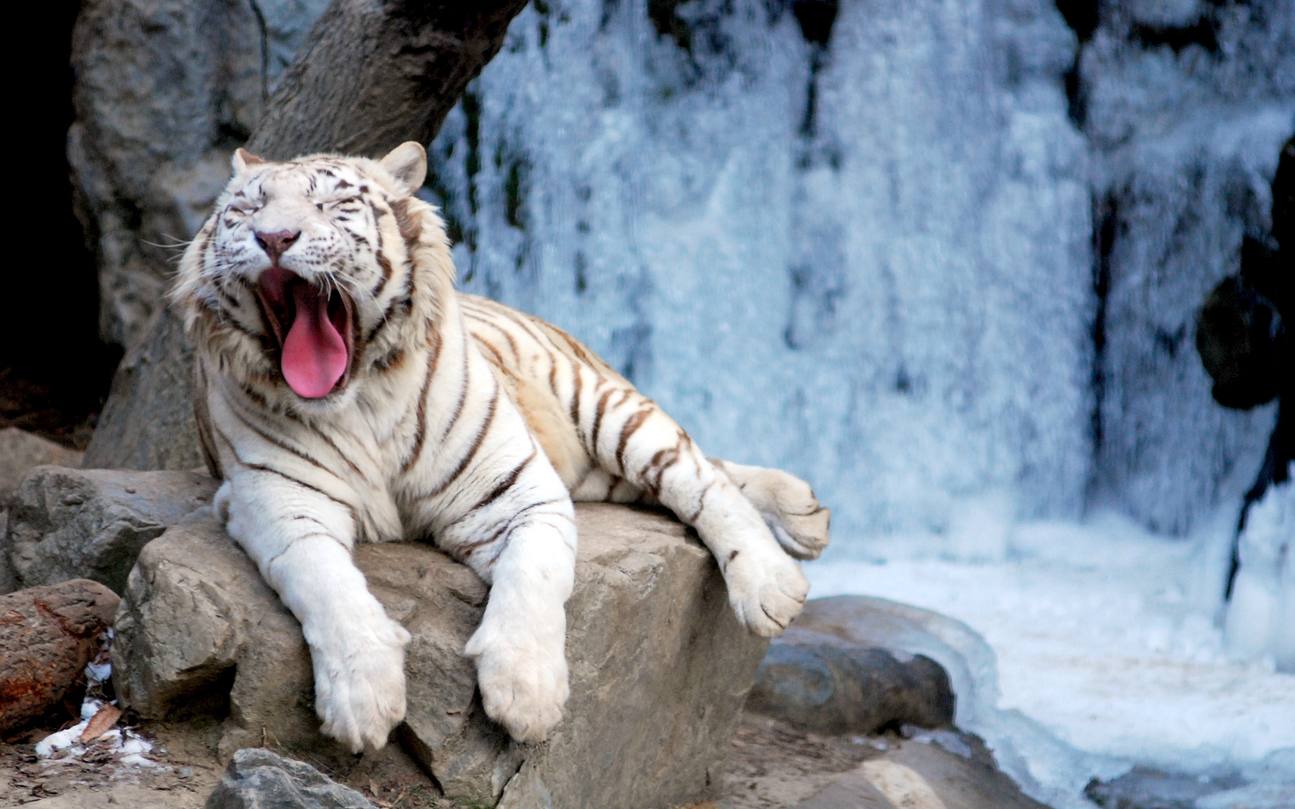 Animal White Tiger 2560x1600