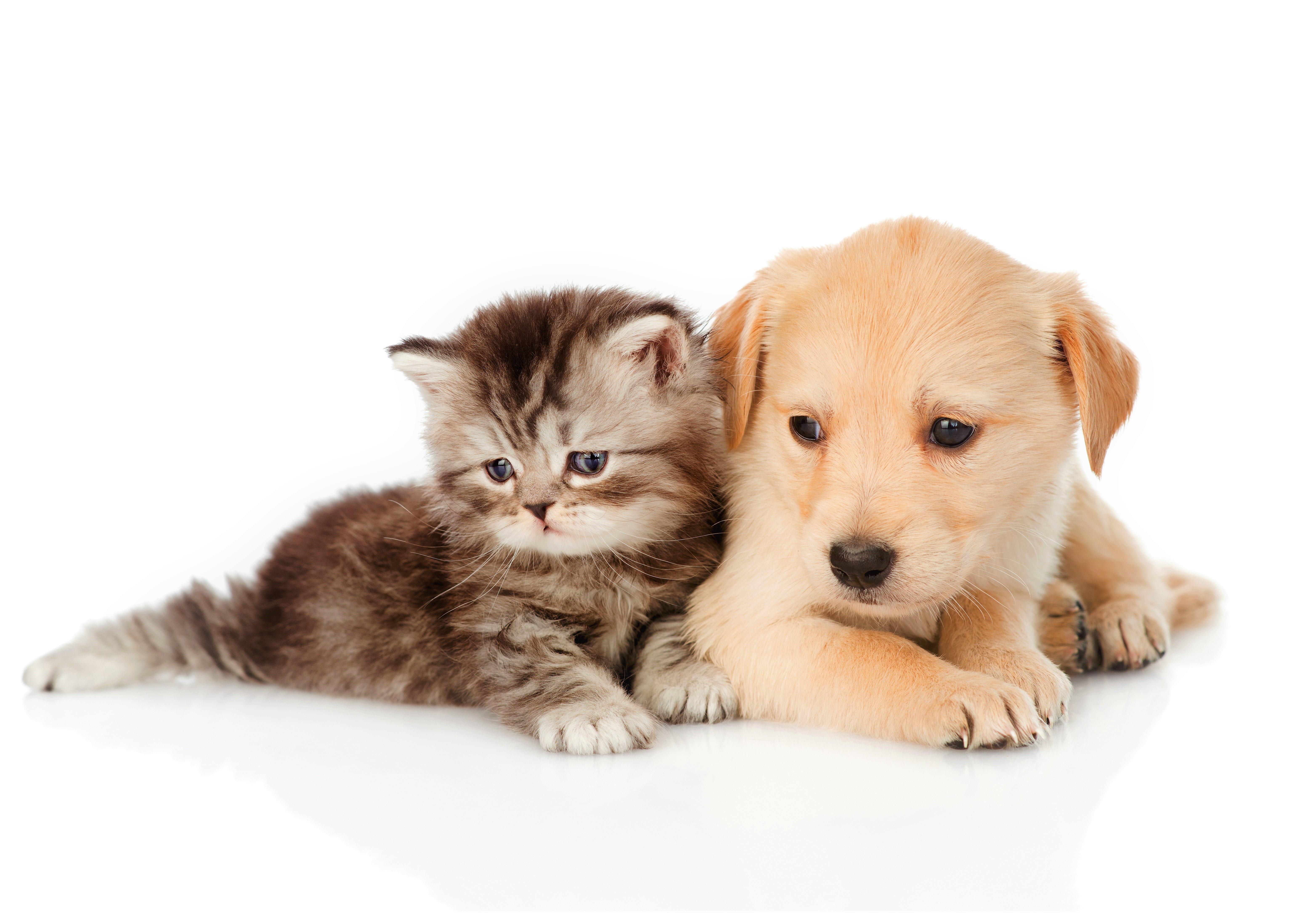 Kitten Puppy Baby Animal Cute Dog Pet 6256x4341
