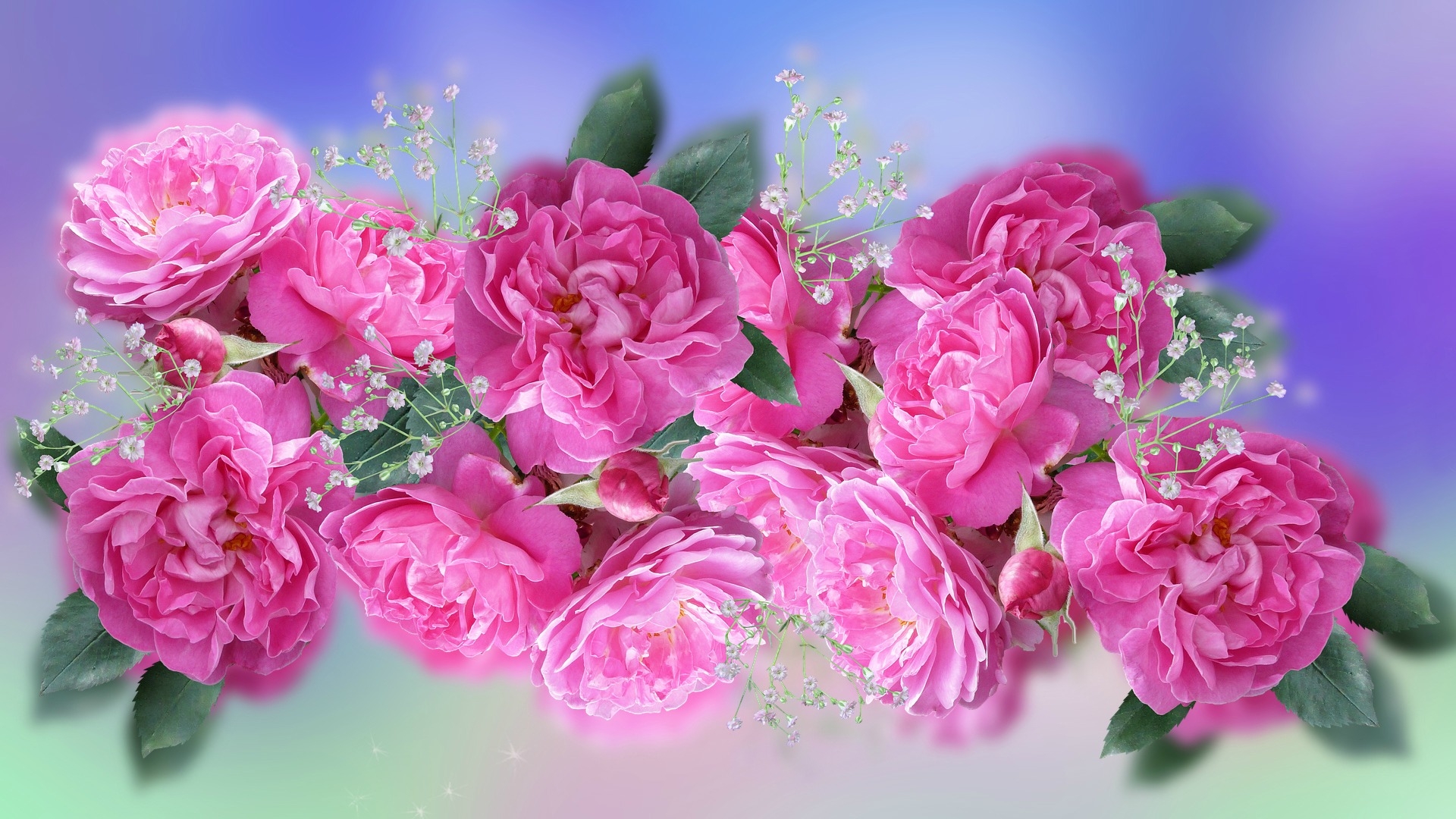 Baby 039 S Breath Pink Flower Pink Rose 1920x1080