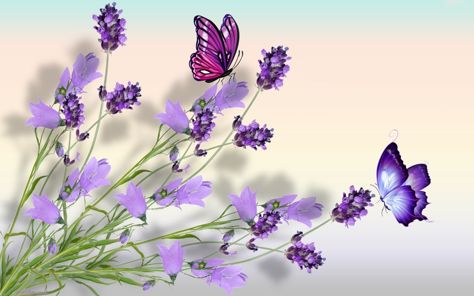 Butterfly Purple 1920x1200