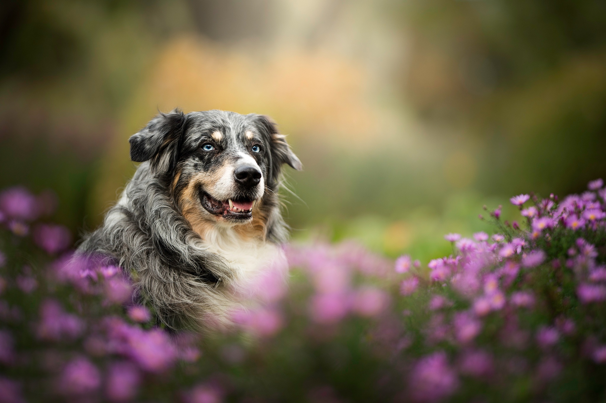 Dog Pet Purple Flower Depth Of Field 2048x1363