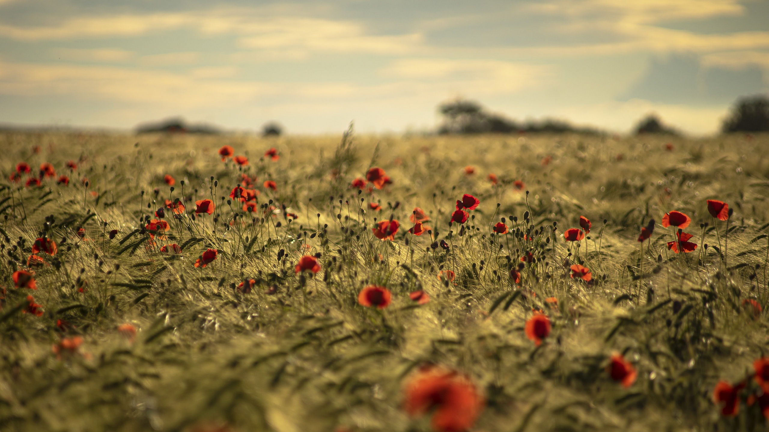 Field Outdoors Flowers Red Flowers Plants Summer Poppies Nature 2560x1440