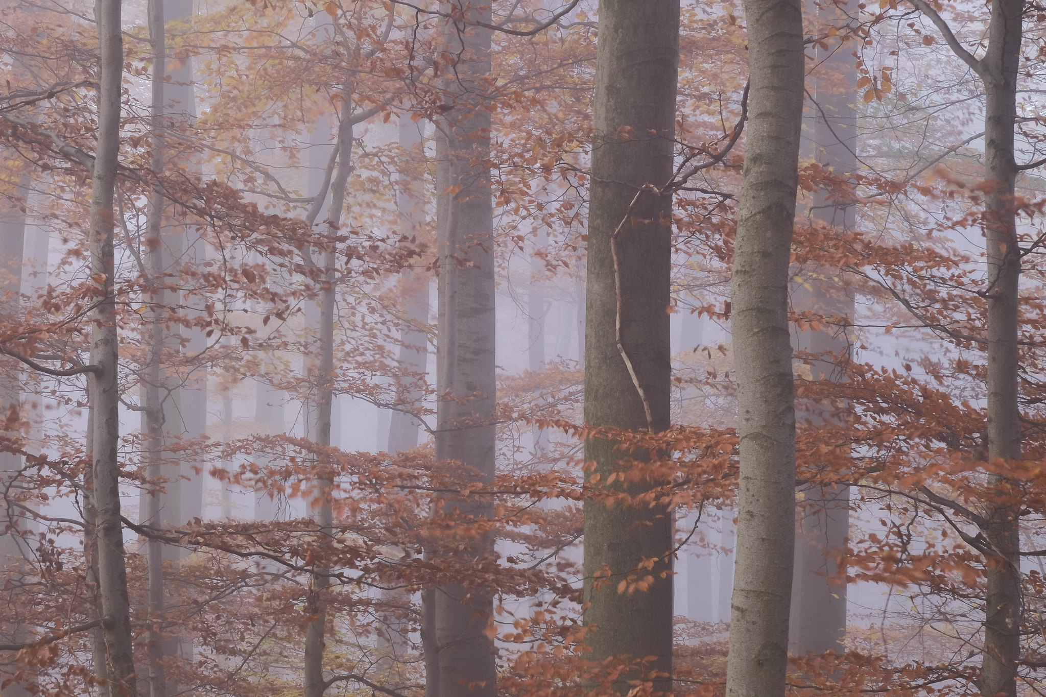 Mist Nature Landscape Fall Trees 2048x1365