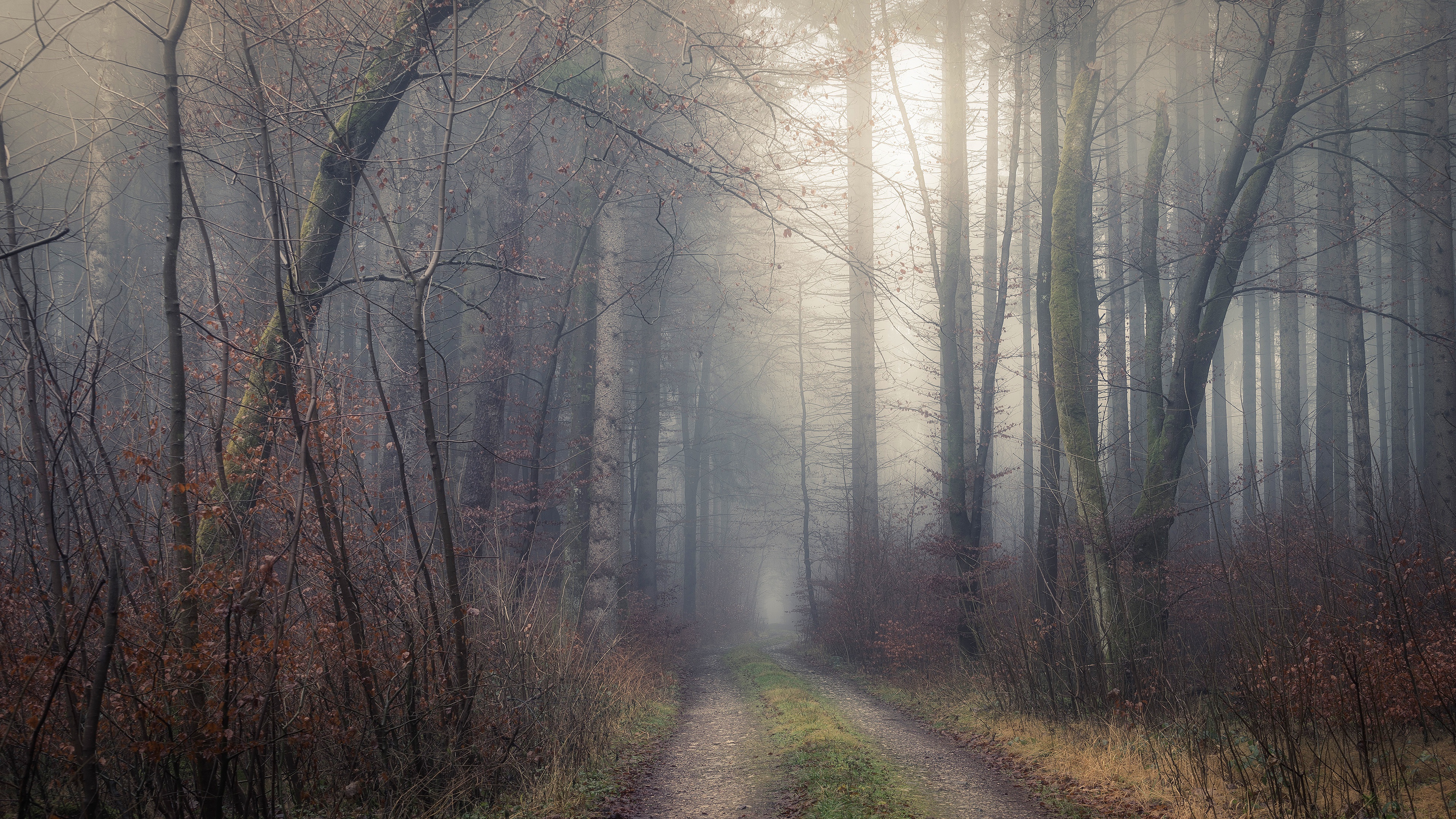 Fall Forest Fog Morning 3840x2160