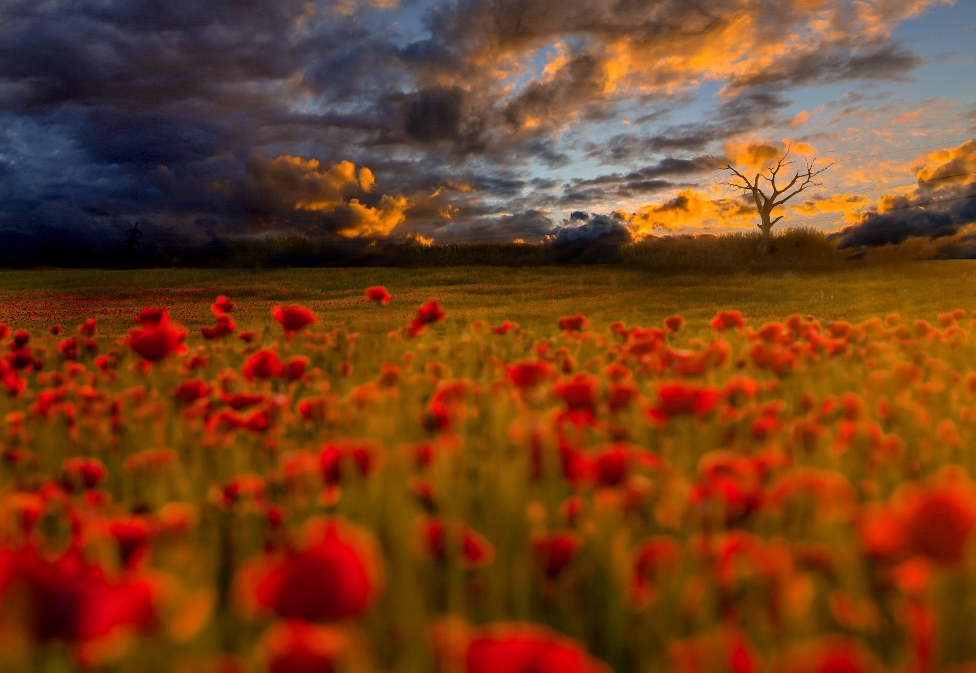 Outdoors Field Flowers Red Flowers Plants Clouds Sunlight Nature 1920x1323