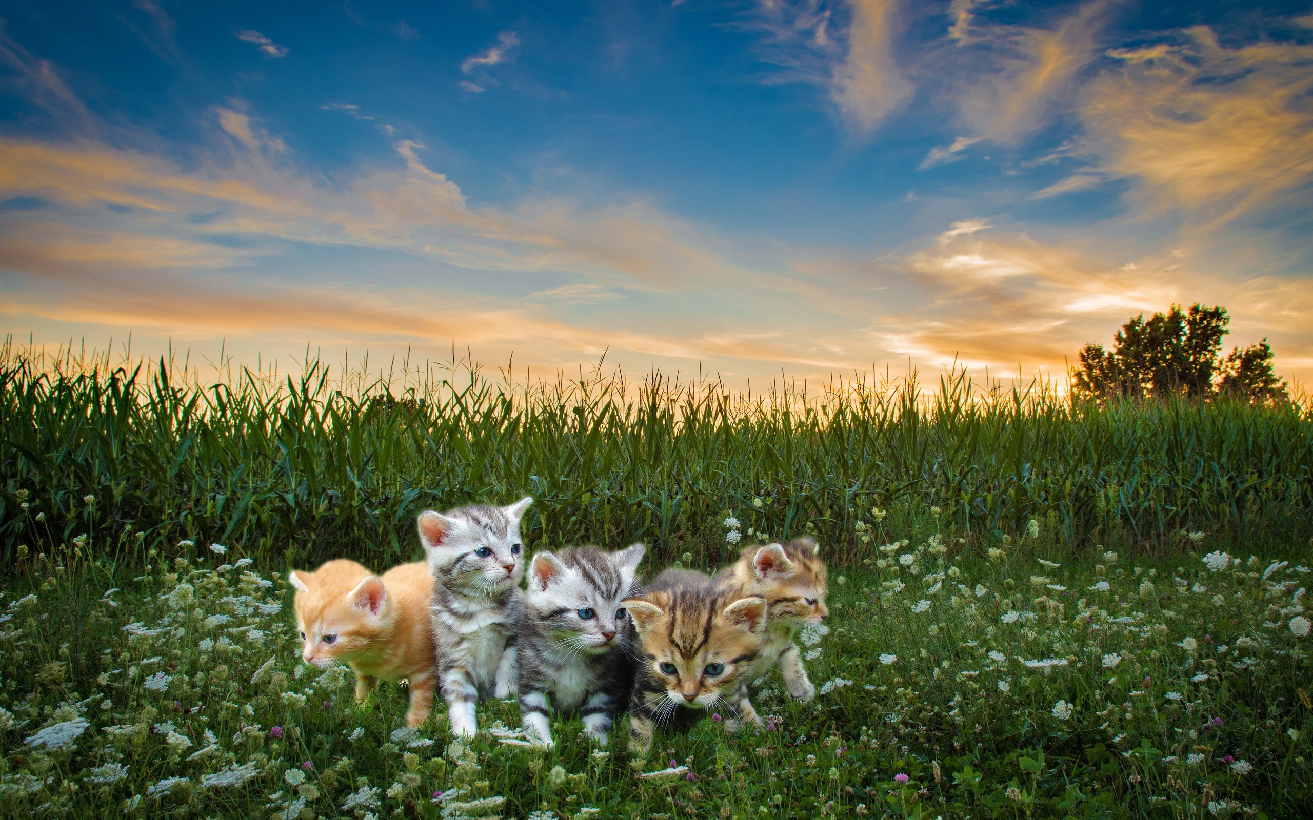 Pet Baby Animal Kitten Photoshop 2560x1600