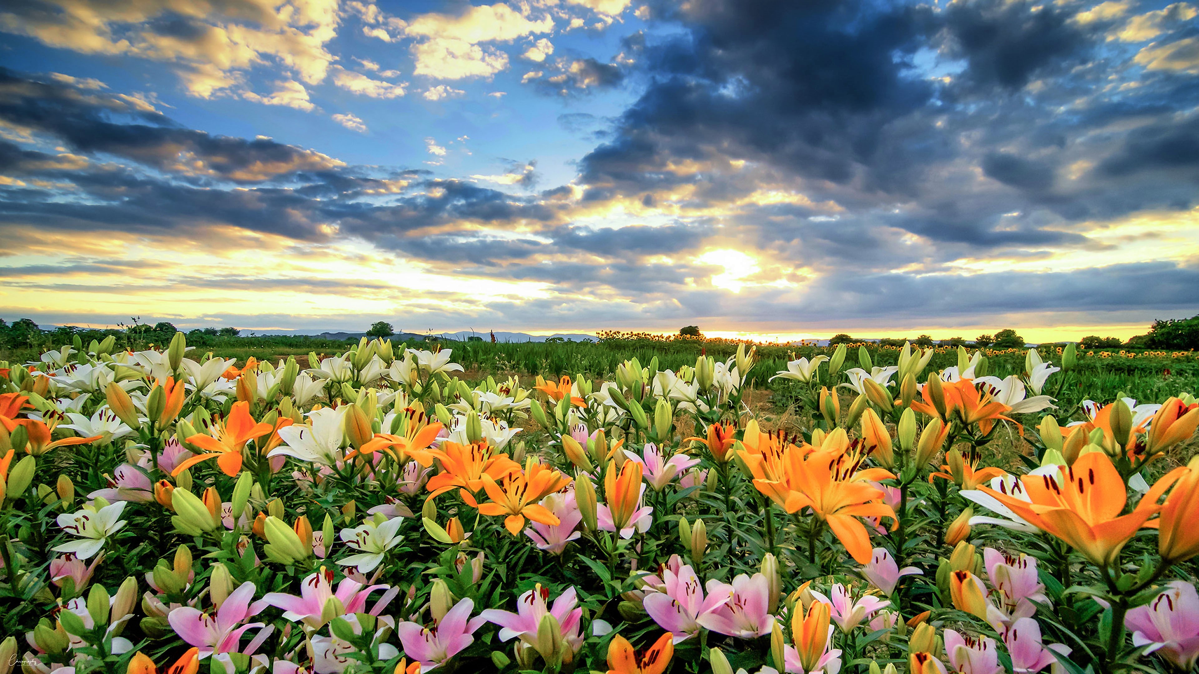 Flower Colors Colorful Field 3840x2160