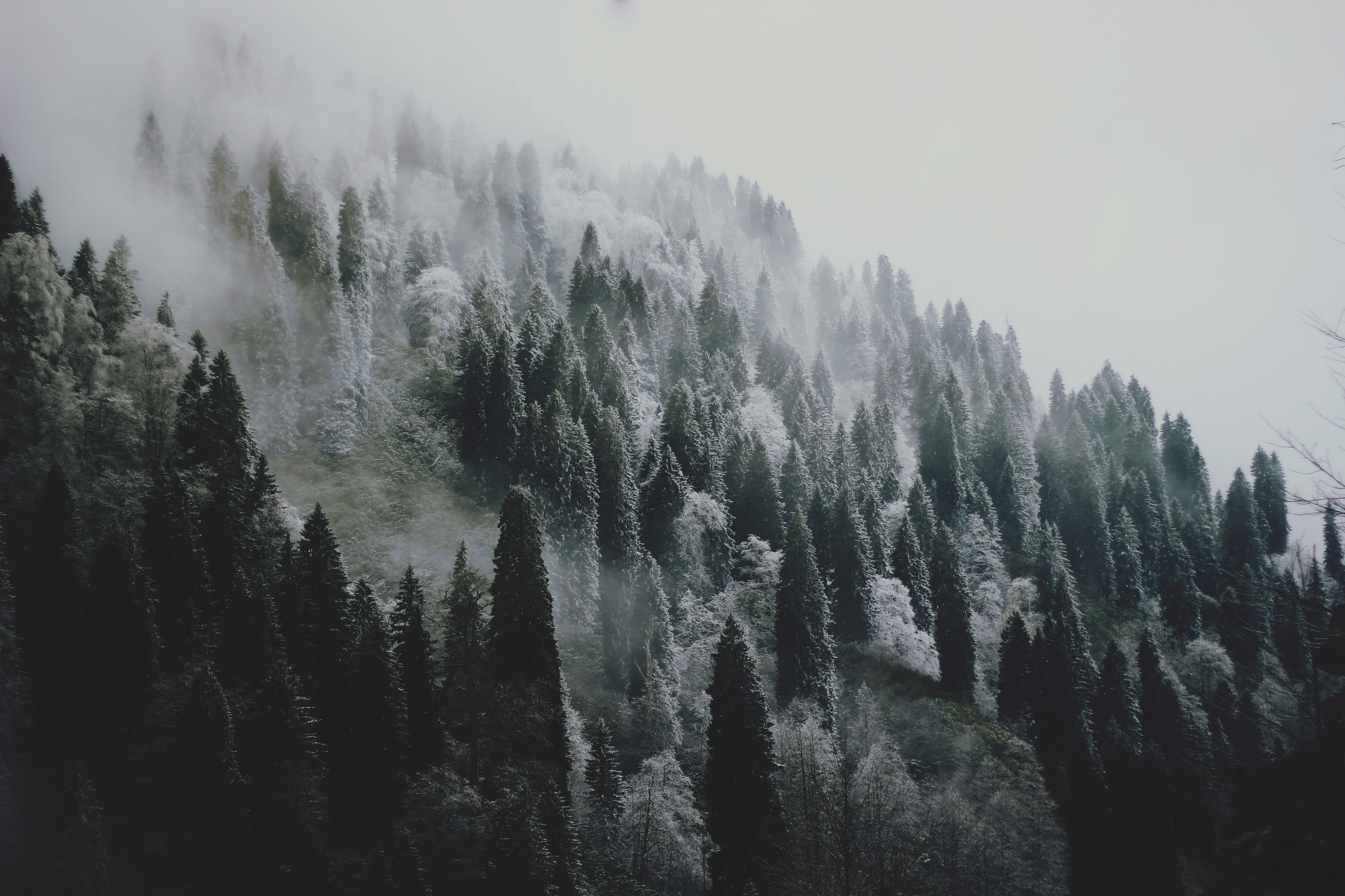 Landscape Winter Snow Forest Trees December Month Mist Film Grain Photography Nature Cold 5184x3456