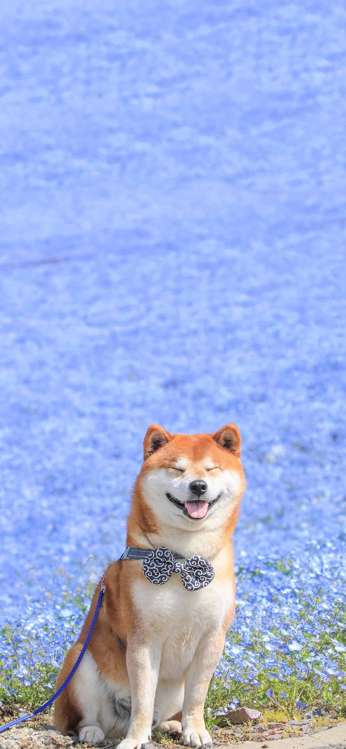 Akita Dog Smile 1125x2436