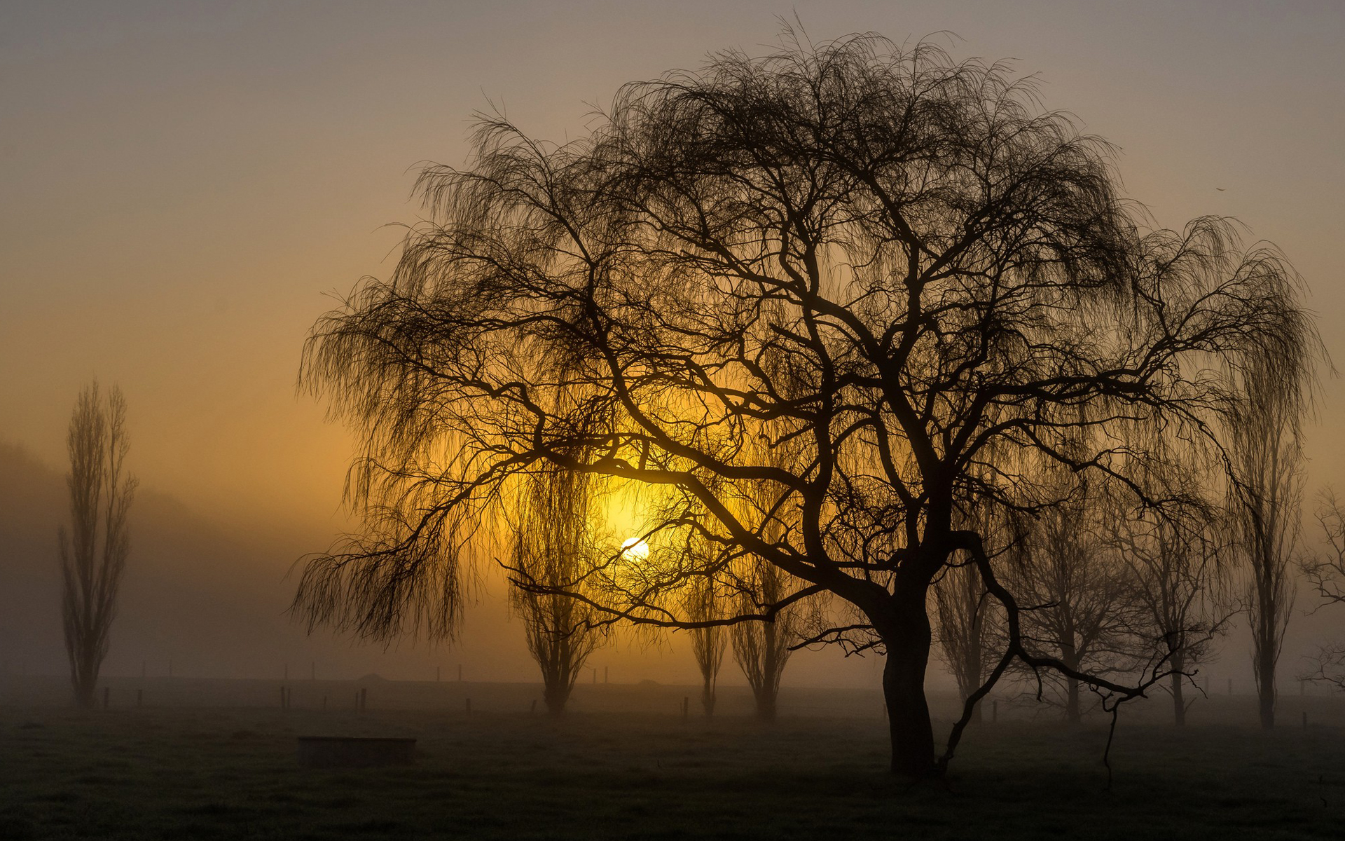 Sunset Trees Silhouette Weeping Willow Nature Landscape 1920x1200