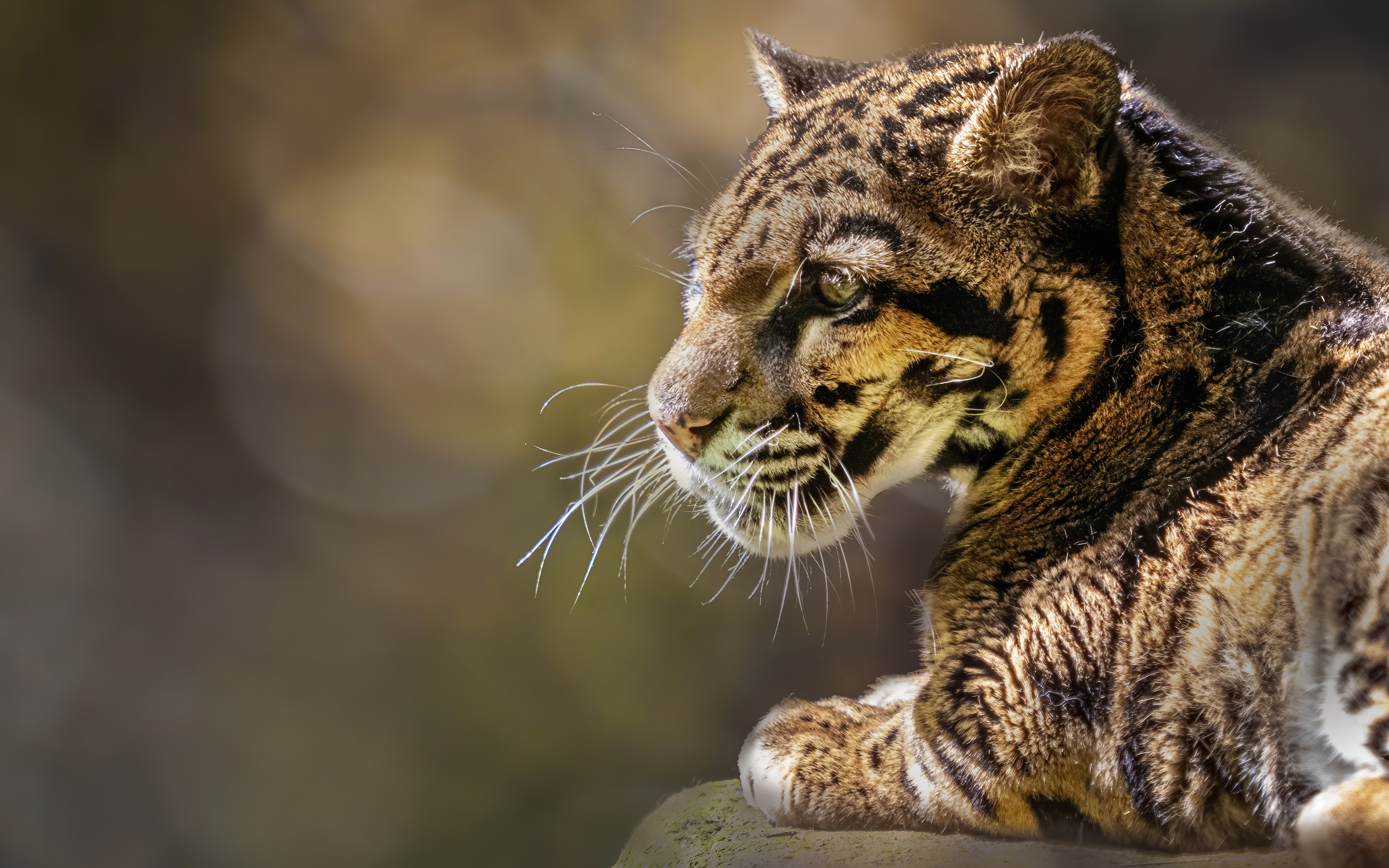Animal Clouded Leopard 3840x2400